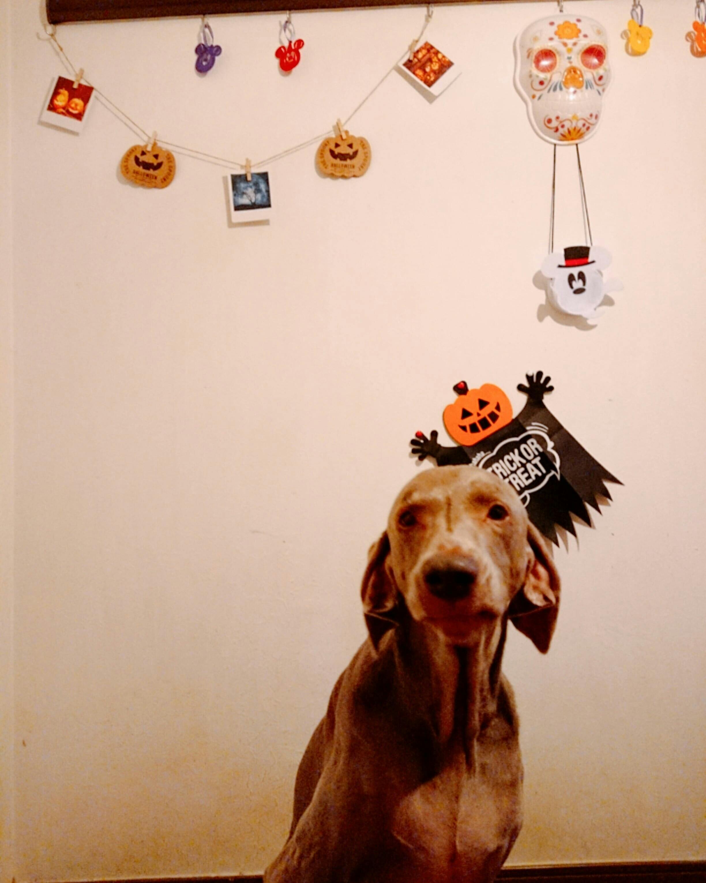 保護犬ワイマラナー兄弟の為の保護費をお願い致します Campfire キャンプファイヤー