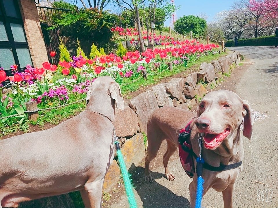 保護犬ワイマラナー兄弟の為の保護費をお願い致します Campfire キャンプファイヤー