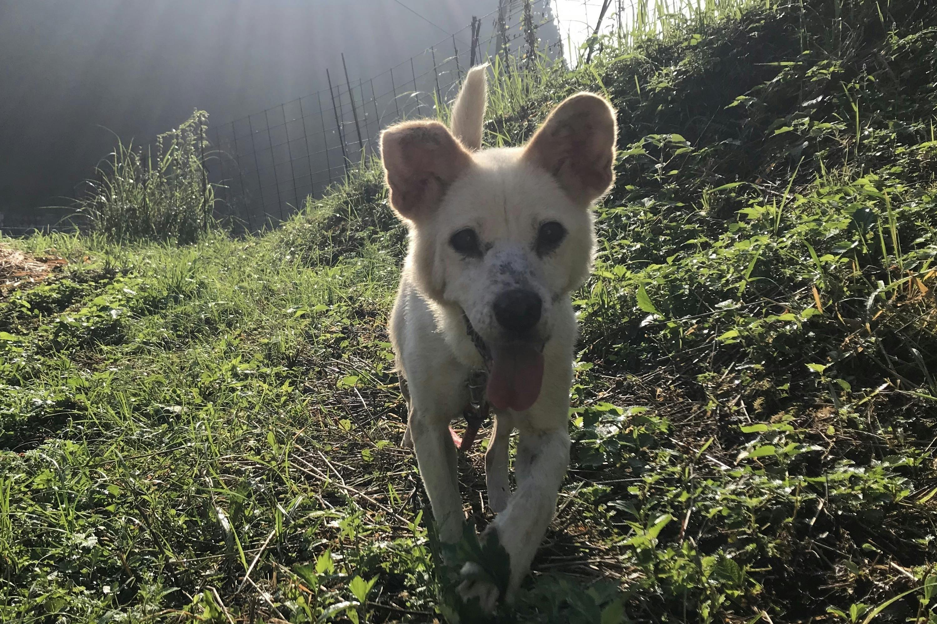 コロナ渦中で放棄された犬 花ちゃん を救いたい Campfire キャンプファイヤー コロナ渦中で放棄された犬 花ちゃん を救いたい Campfire キャンプファイヤー