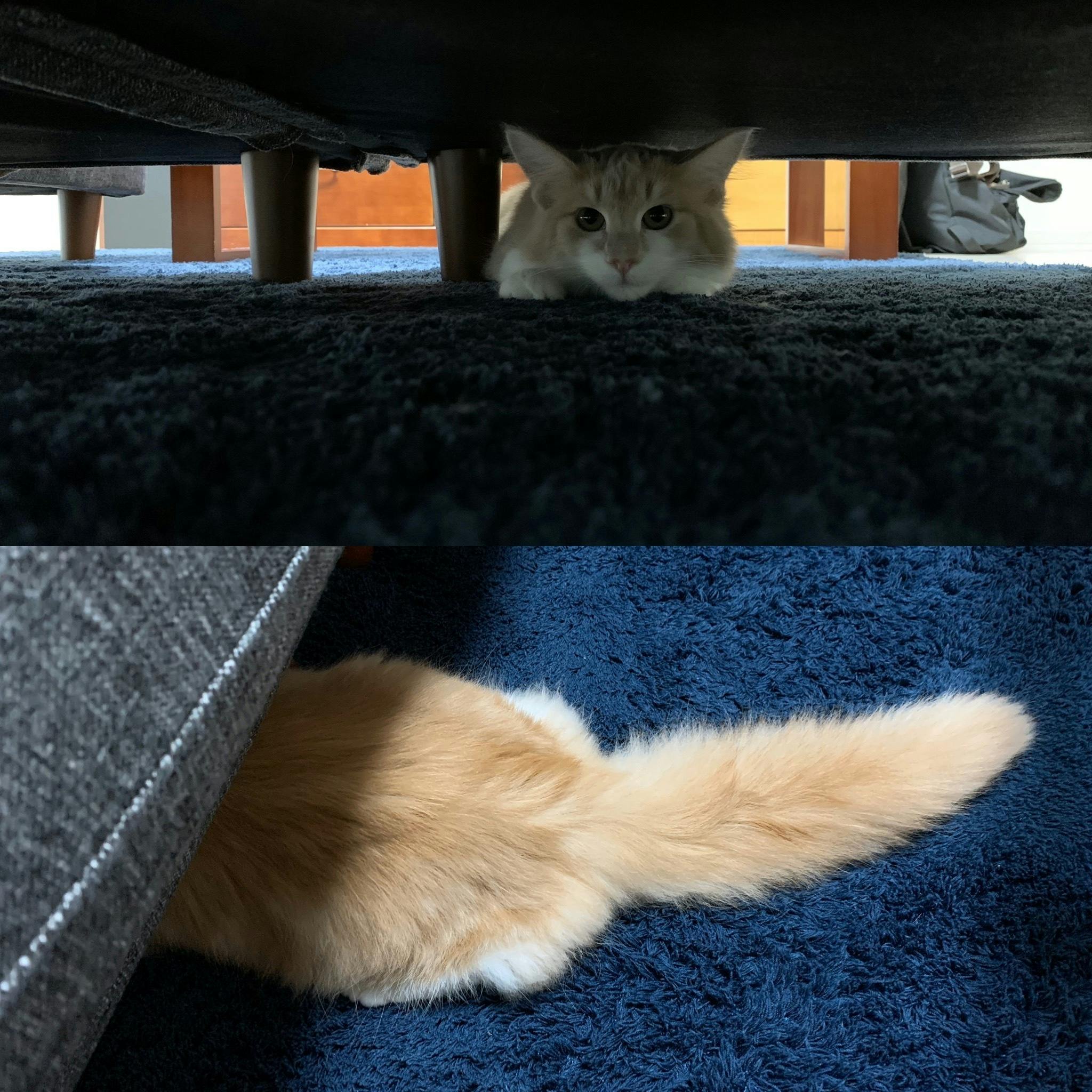 頭隠して、尻隠さず