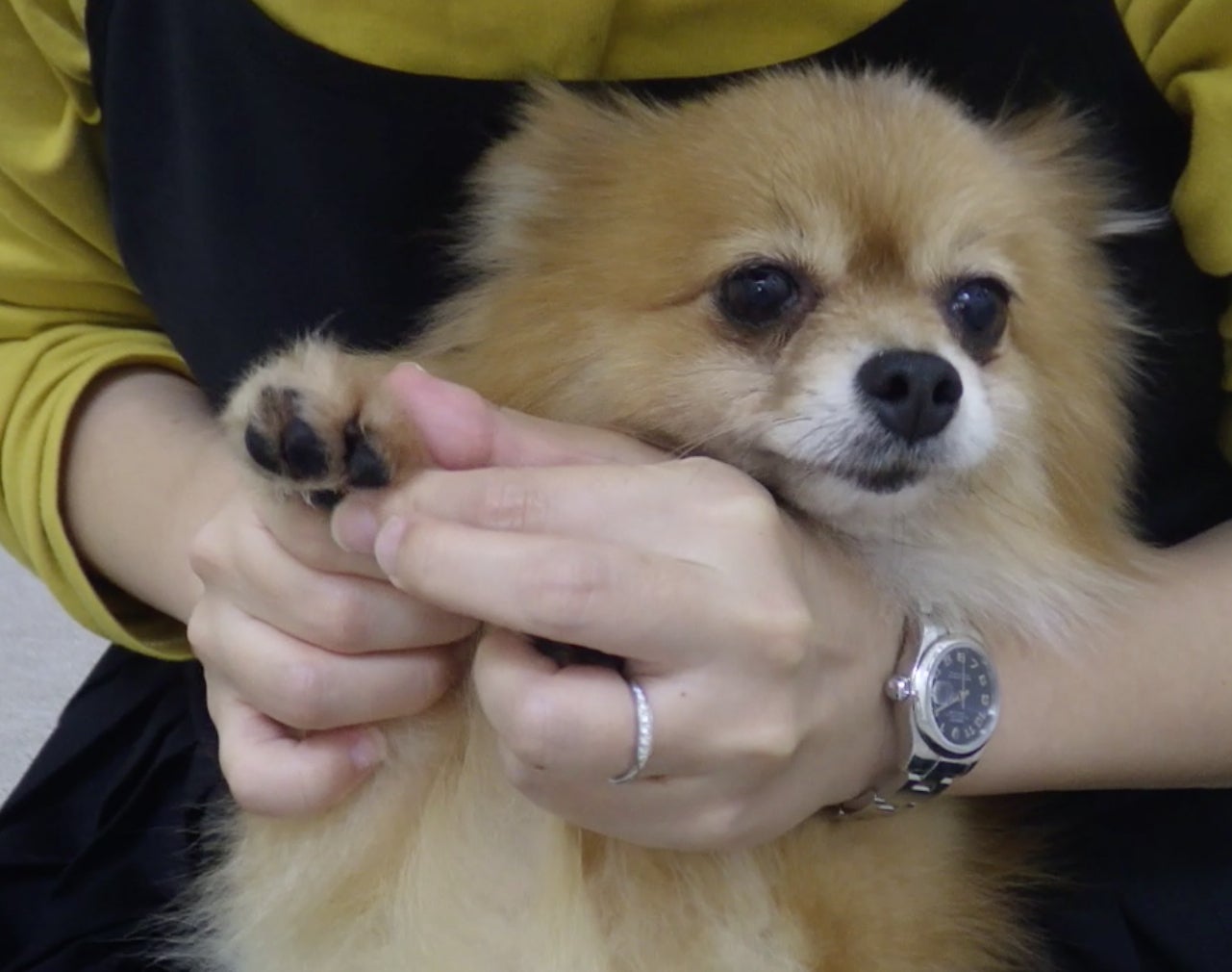 アース ペット ユースキン 肉球ぷにゅっとクリーム でペットとの絆を強くしたい Campfire キャンプファイヤー アース ペット ユースキン 肉球ぷにゅっとクリーム でペットとの絆を強くしたい Campfire キャンプファイヤー