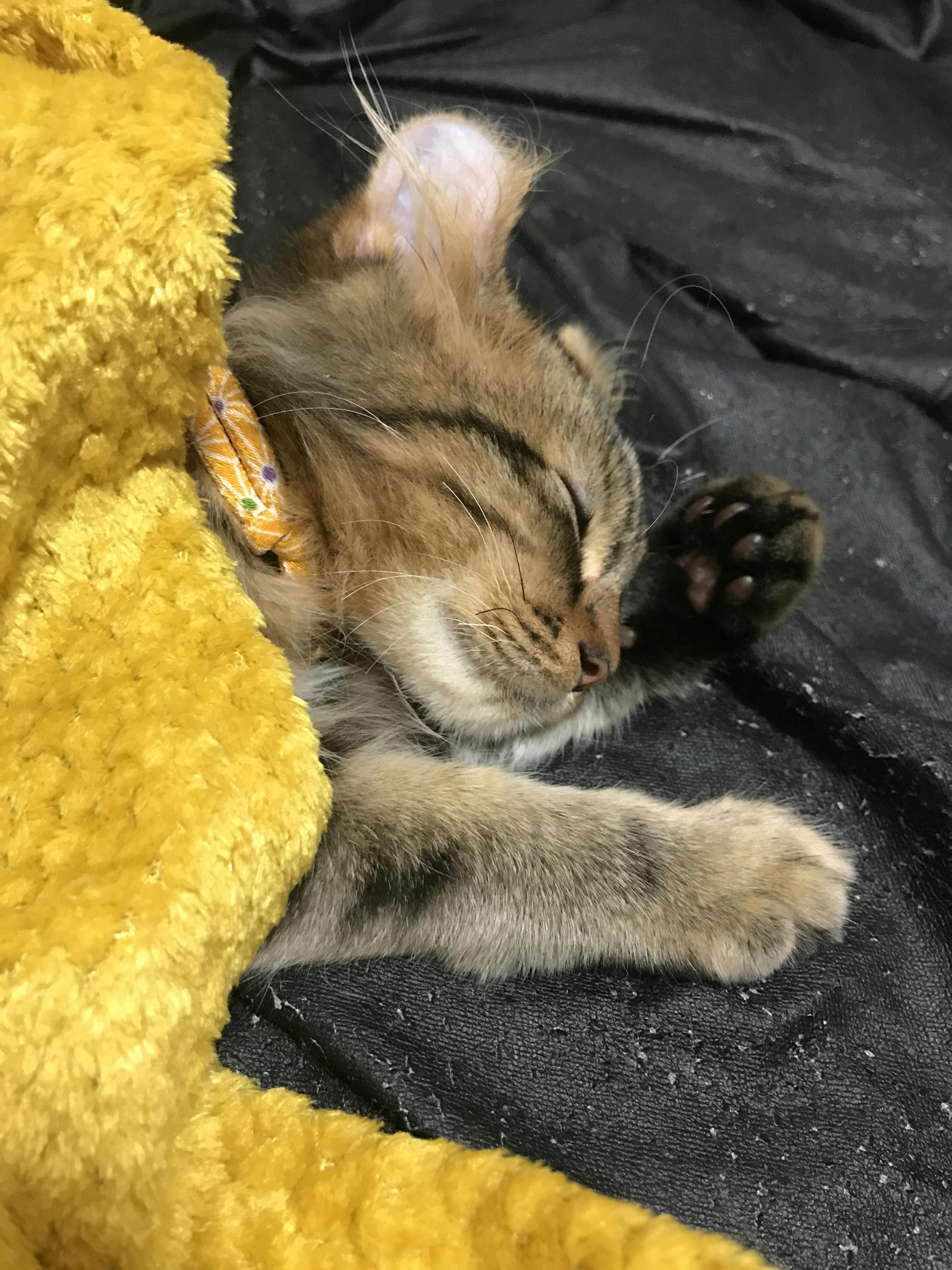 致死率ほぼ100%の猫伝染性腹膜炎【FIP】から愛猫ばぶおを救いたいです 