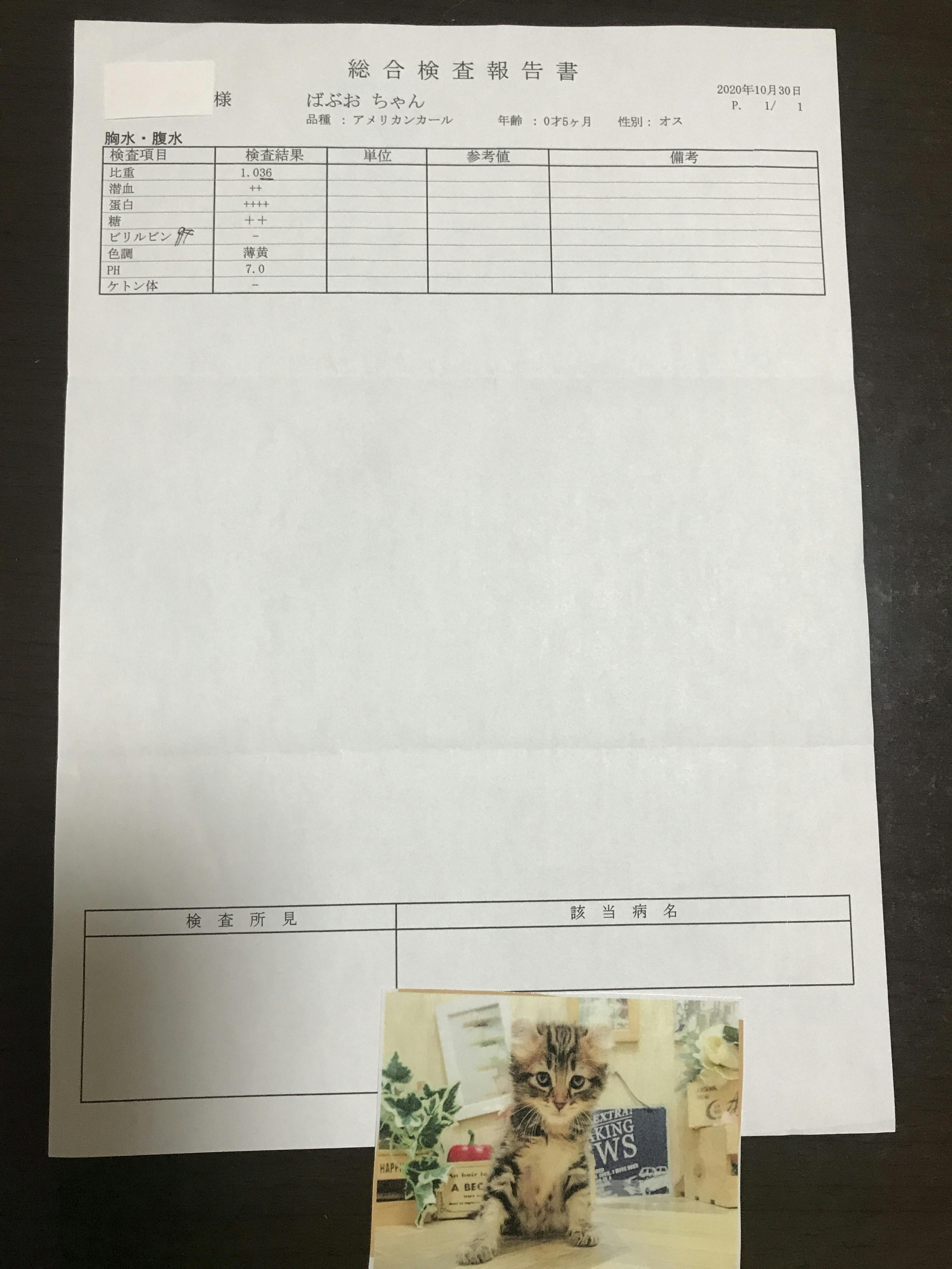 致死率ほぼ100 の猫伝染性腹膜炎 Fip から愛猫ばぶおを救いたいです Campfire キャンプファイヤー