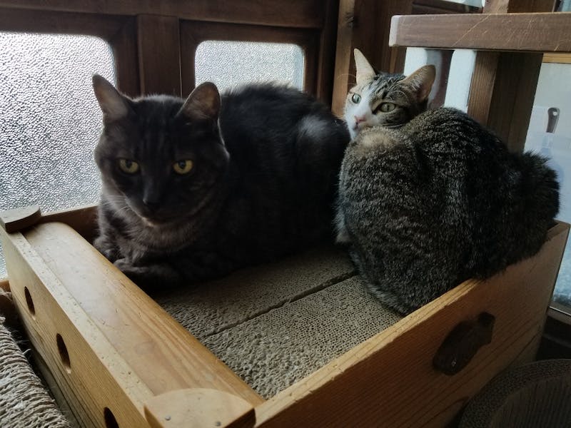 しまたろうの不調 Goodmorning By Campfire