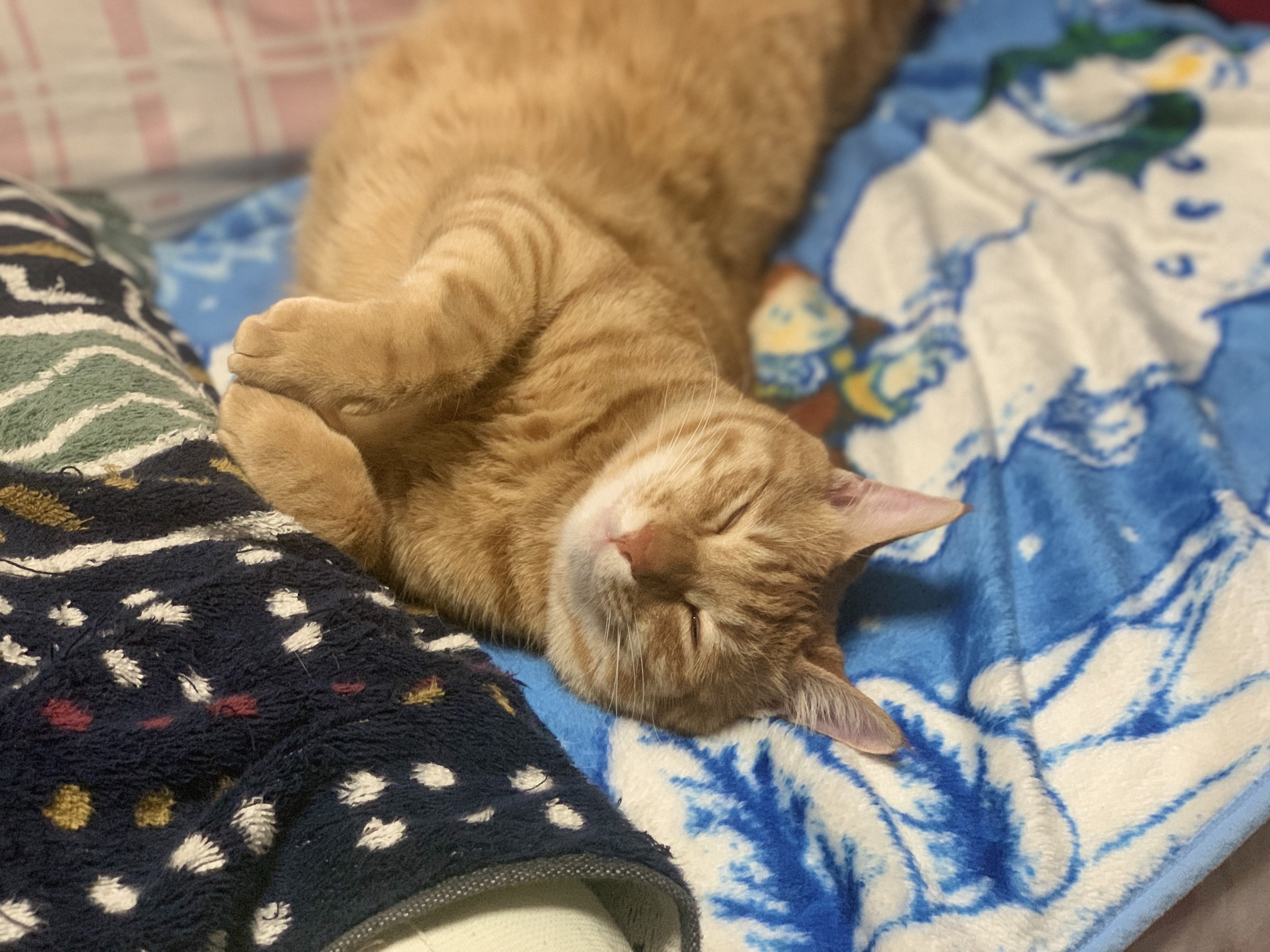 私が飼っている猫