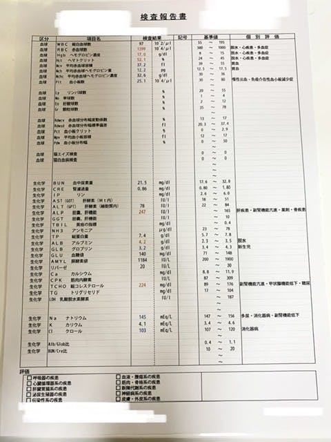 捨て猫 異物を誤飲し腸閉塞になってしまったコタロウくんの命を救ってください Campfire キャンプファイヤー 捨て猫 異物を誤飲し腸閉塞になってしまったコタロウくんの命を救ってください Campfire キャンプファイヤー