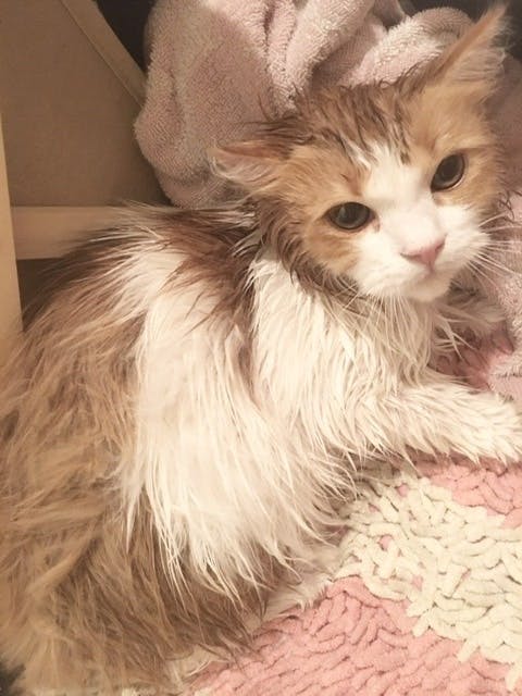 捨て猫 異物を誤飲し腸閉塞になってしまったコタロウくんの命を救ってください Campfire キャンプファイヤー 捨て猫 異物を誤飲し腸閉塞になってしまったコタロウくんの命を救ってください Campfire キャンプファイヤー