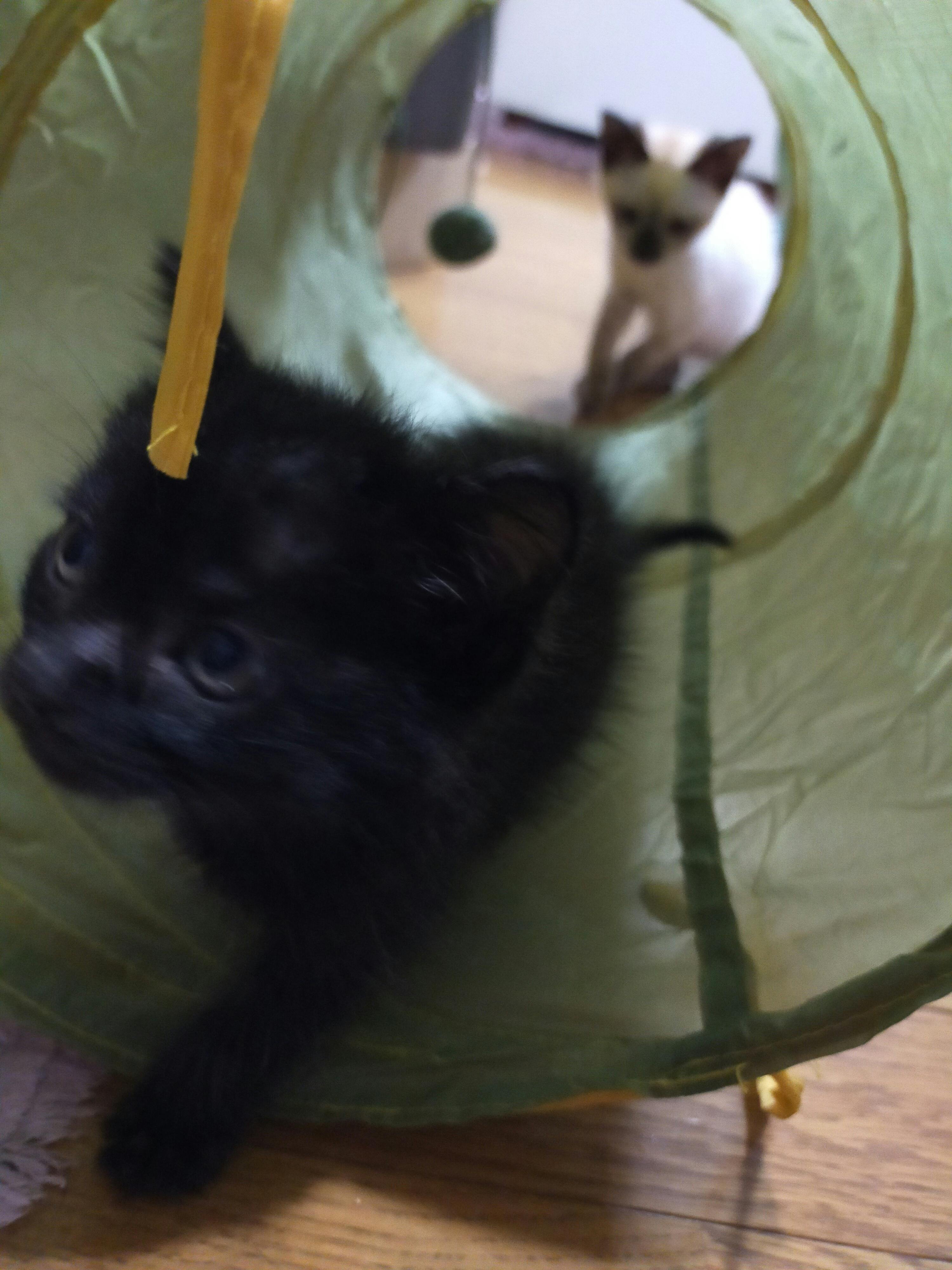 Fipという病気になってしまった黒猫のぽんずを救うために協力をお願いします Campfire キャンプファイヤー Fipという病気になってしまった黒猫のぽんずを救うために協力をお願いします Campfire キャンプファイヤー