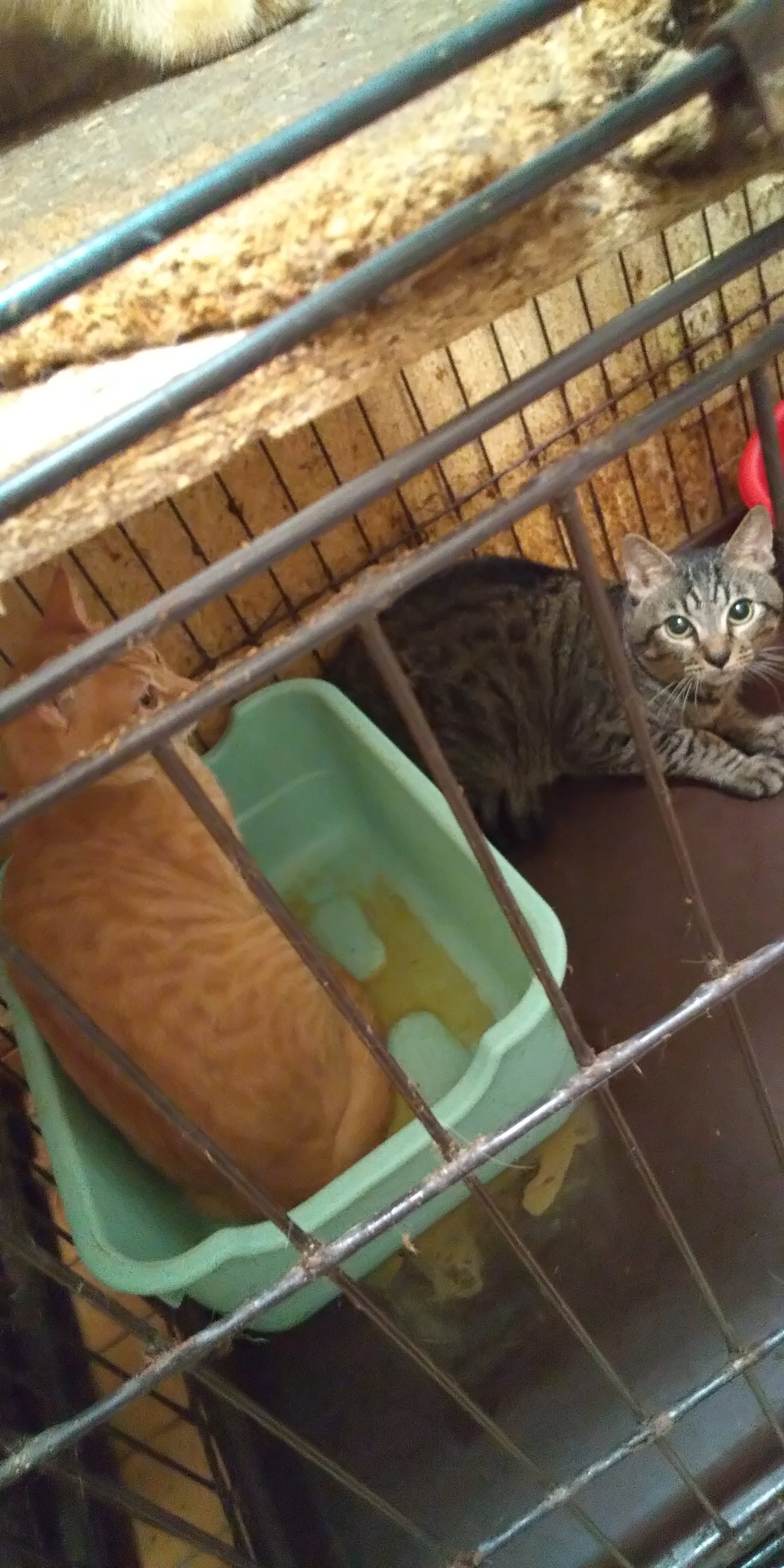 43匹の多頭飼育崩壊。先ずはオス猫15匹の医療費をお願いいたします 