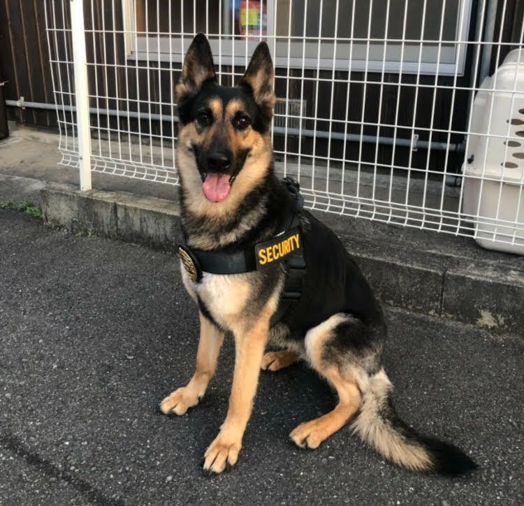 警察犬候補生ゼウス育成プロジェクト Campfire キャンプファイヤー