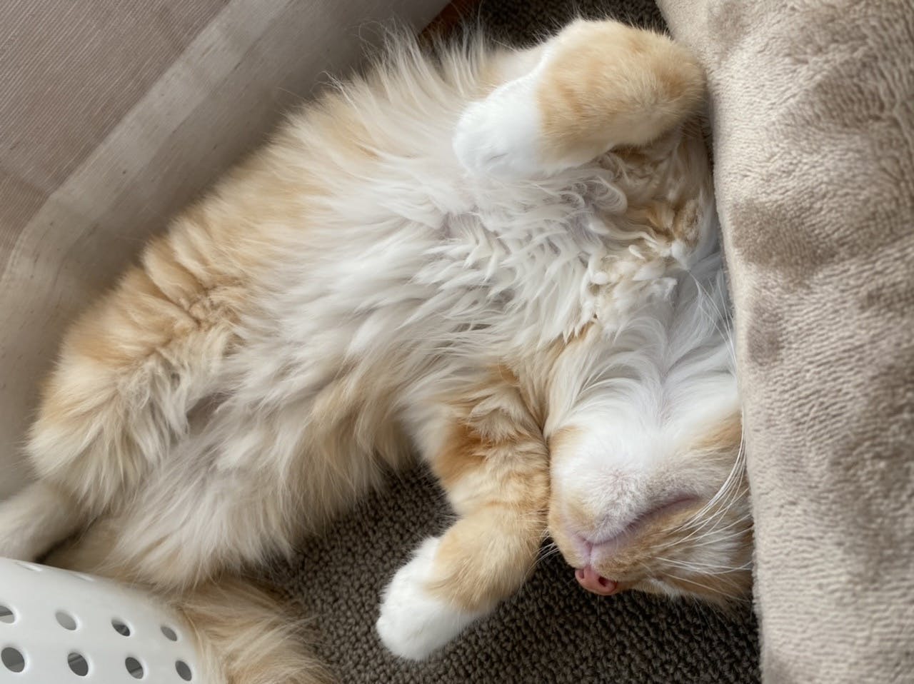 Fip寛解目指す愛猫の治療費 2ndチャレンジ にご協力お願い致します Campfire キャンプファイヤー Fip寛解目指す愛猫の治療費 2ndチャレンジ にご協力お願い致します Campfire キャンプファイヤー