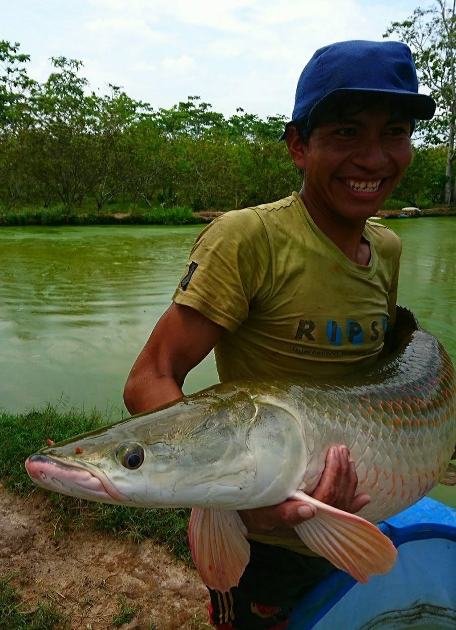 絶品 アマゾンの大魚 生きた化石ピラルクをもう一度食べたい Campfire キャンプファイヤー