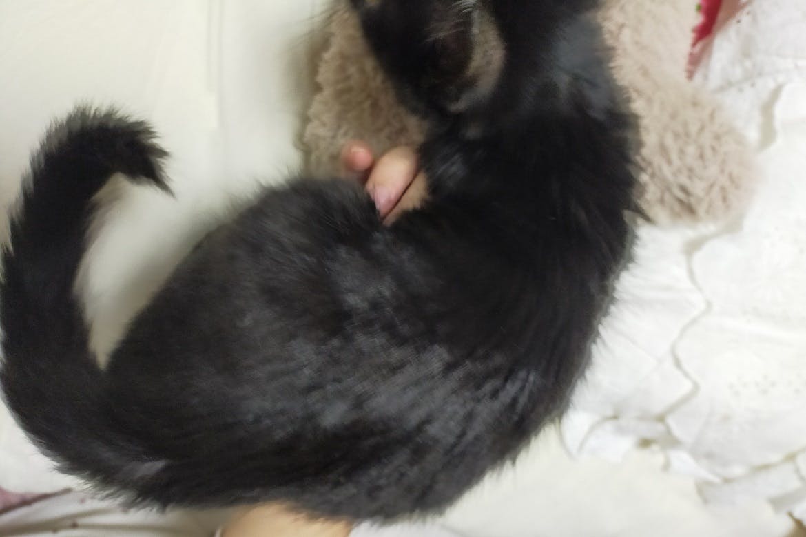 Fipという病気になってしまった黒猫のぽんずを救うために協力をお願いします Campfire キャンプファイヤー Fipという病気になってしまった黒猫のぽんずを救うために協力をお願いします Campfire キャンプファイヤー