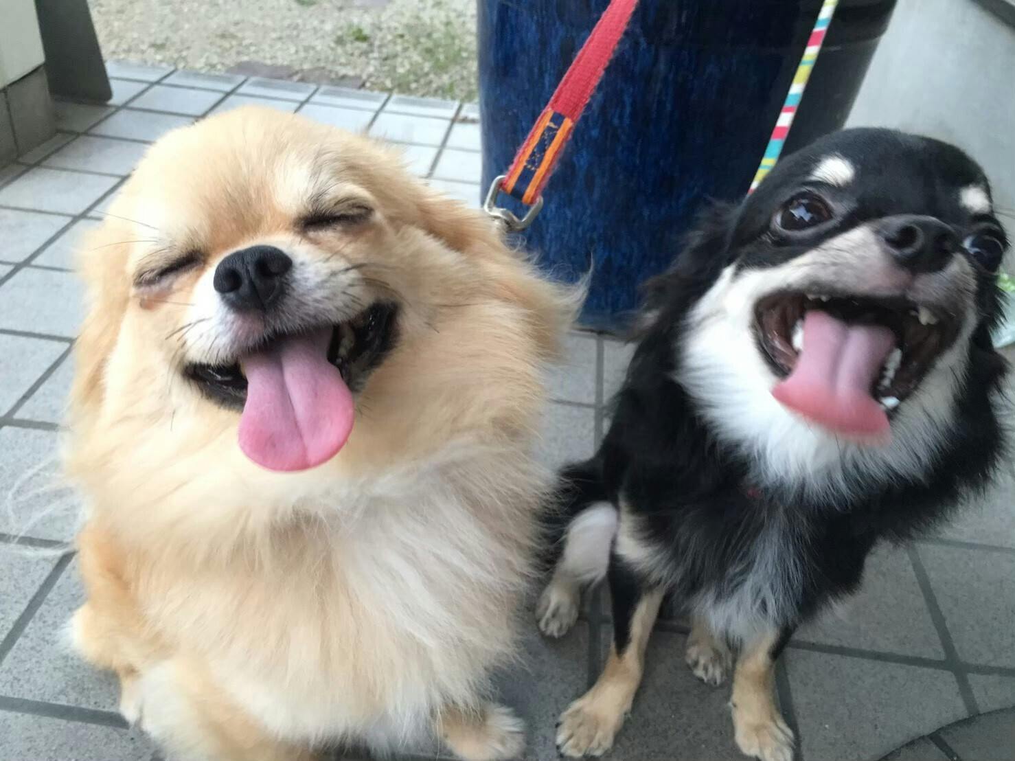 旧 ペットンカフェ コロナに負けたくない 犬猫カフェ 月と太陽 存続の危機 Campfire キャンプファイヤー 旧 ペットンカフェ コロナに負けたくない 犬猫カフェ 月と太陽 存続の危機 Campfire キャンプファイヤー