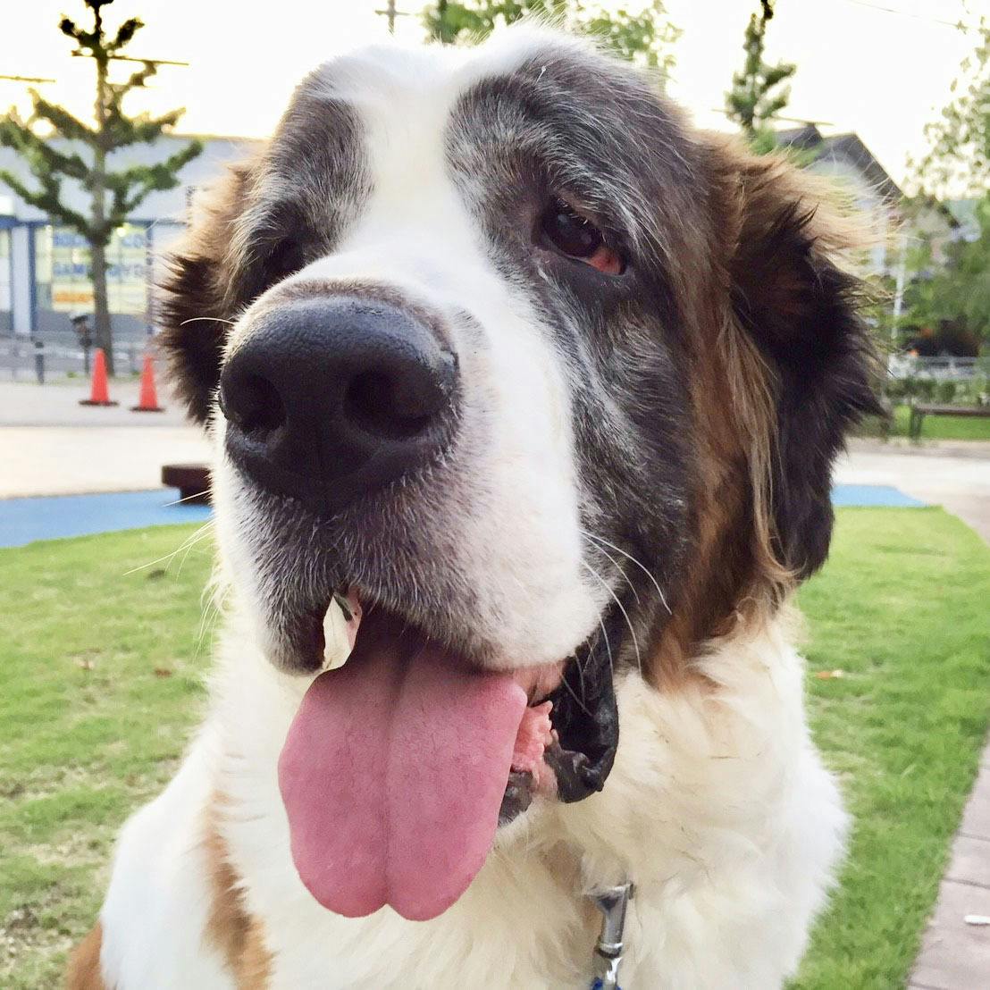 旧 ペットンカフェ コロナに負けたくない 犬猫カフェ 月と太陽 存続の危機 Campfire キャンプファイヤー 旧 ペットンカフェ コロナに負けたくない 犬猫カフェ 月と太陽 存続の危機 Campfire キャンプファイヤー