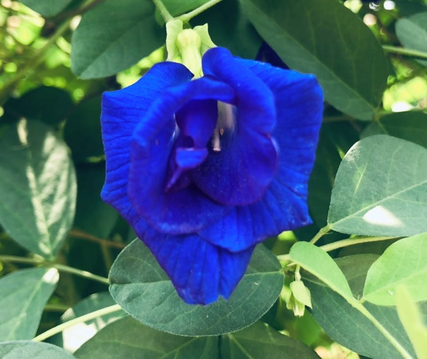 ラオス 障がい者雇用を生み出す 幸せを呼ぶ青い花の農園 を作りたい Campfire キャンプファイヤー ラオス 障がい者雇用を生み出す 幸せを呼ぶ青い花の農園 を作りたい Campfire キャンプファイヤー