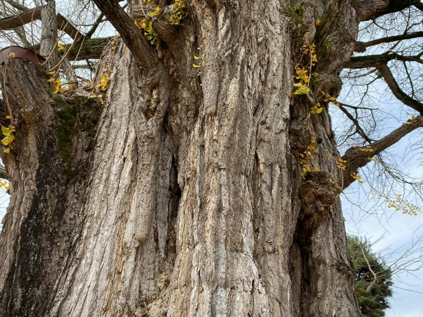 飛騨高山で樹齢1250年 乳イチョウ の伝説を未来へと引き継ぎ全国に広めたい Campfire キャンプファイヤー