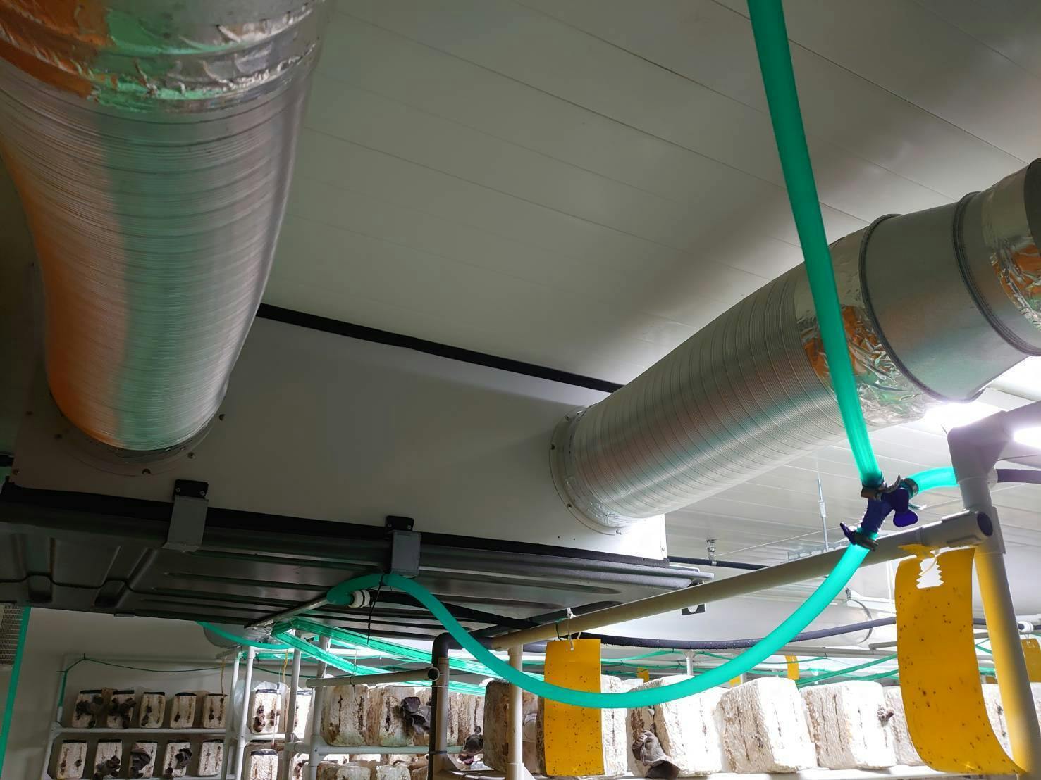 きくらげの魅力を知っていますか 実は食べるだけで 感染予防 できると言われてます Campfire キャンプファイヤー きくらげの魅力を知っていますか 実は食べるだけで 感染予防 できると言われてます Campfire キャンプファイヤー