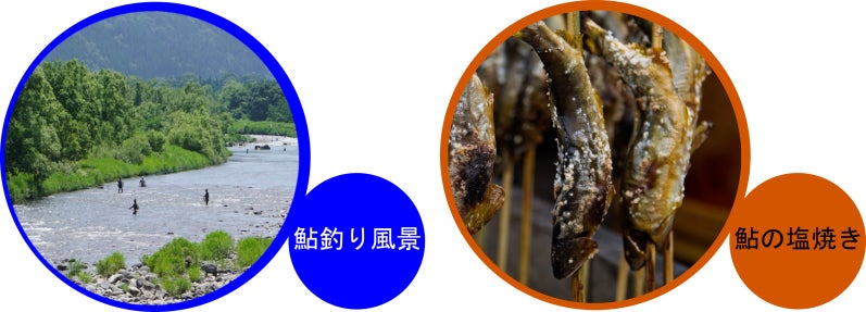 鮎釣り　鮎の塩焼き　九頭竜川　滝波川　福井　勝山