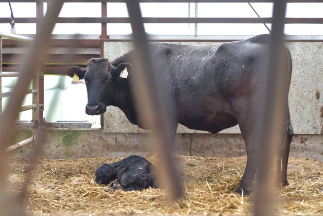 馬追和牛 美味しい和牛食べて下さい 黒毛和種一貫肥育牧場 北海道長沼ファーム Campfire キャンプファイヤー