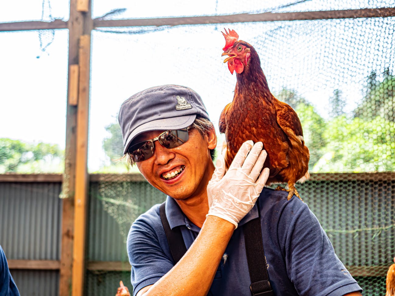 コロナ禍 廃鶏 から鶏を救え 命をふたたび輝かせる そして最高に美味しい卵を Campfire キャンプファイヤー