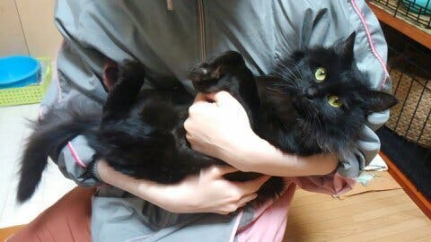 里親募集型保護猫カフェ 営業継続のための店舗購入資金ご支援のお願い Campfire キャンプファイヤー 里親募集型保護猫カフェ 営業継続のための店舗購入資金ご支援のお願い Campfire キャンプファイヤー