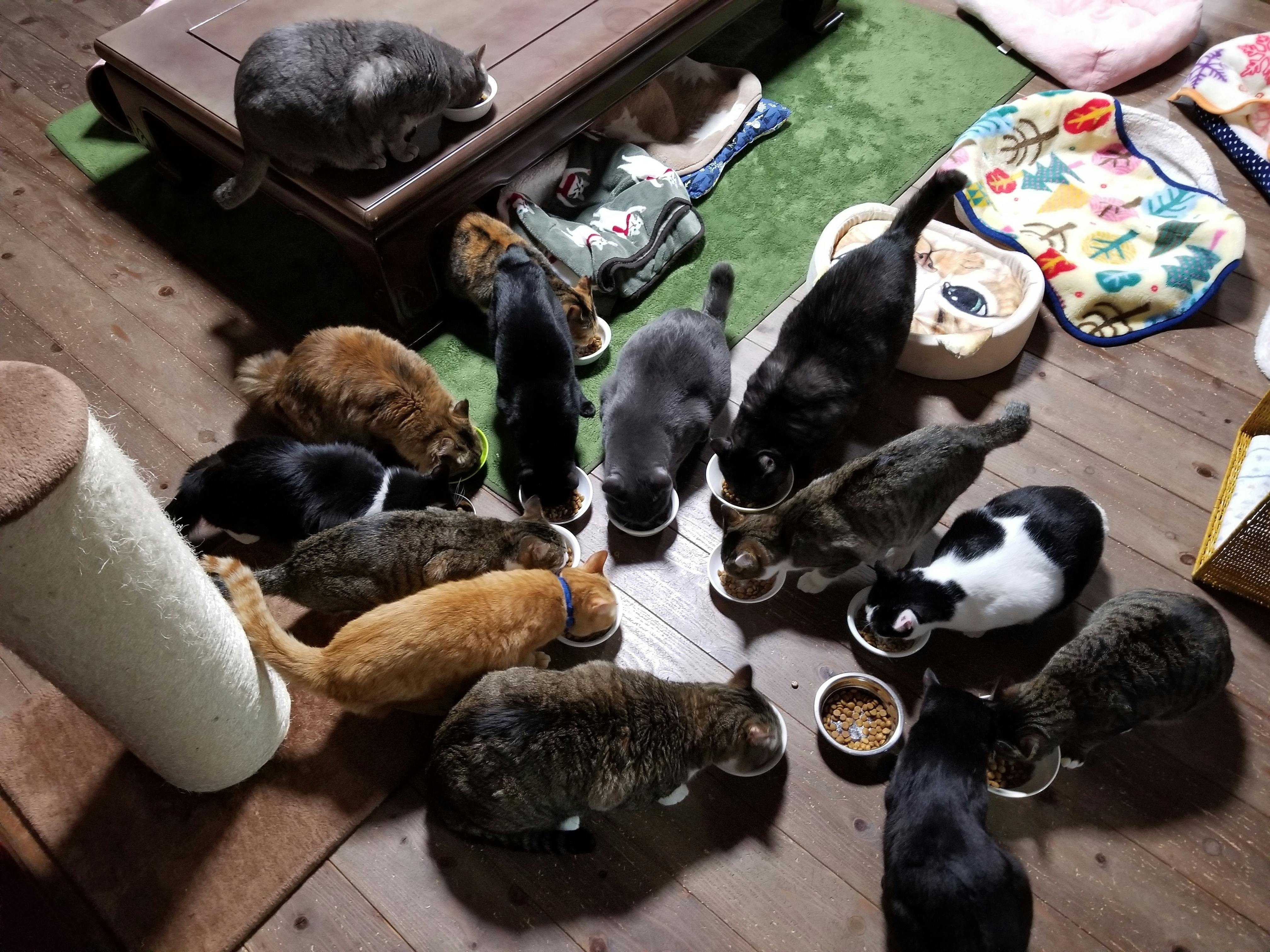 里親募集型保護猫カフェ】営業継続のための店舗購入資金ご支援のお願い 