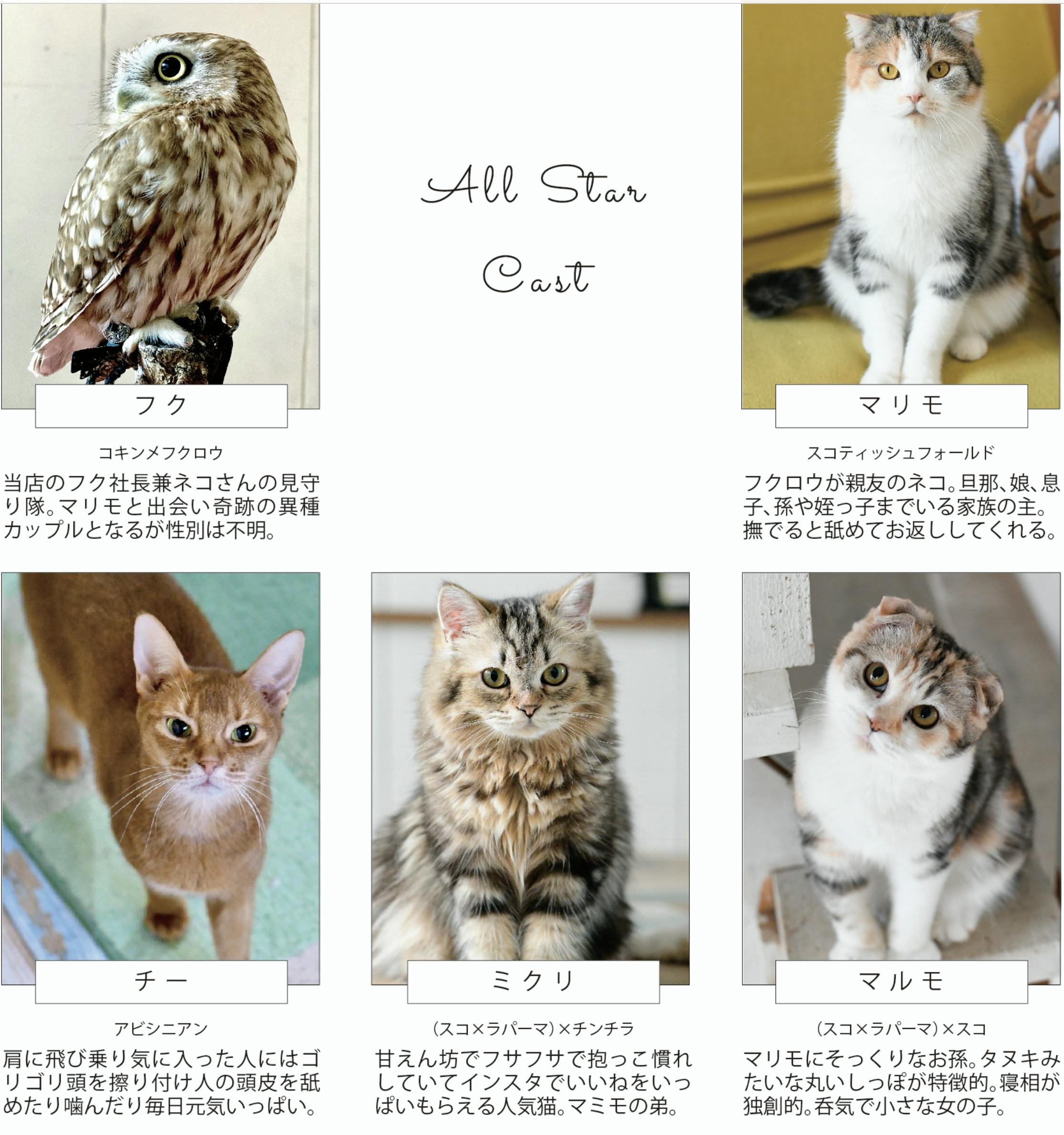 フクとマリモいる猫カフェの維持 継続にご支援ください Campfire キャンプファイヤー フクとマリモいる猫カフェの維持 継続にご支援ください Campfire キャンプファイヤー