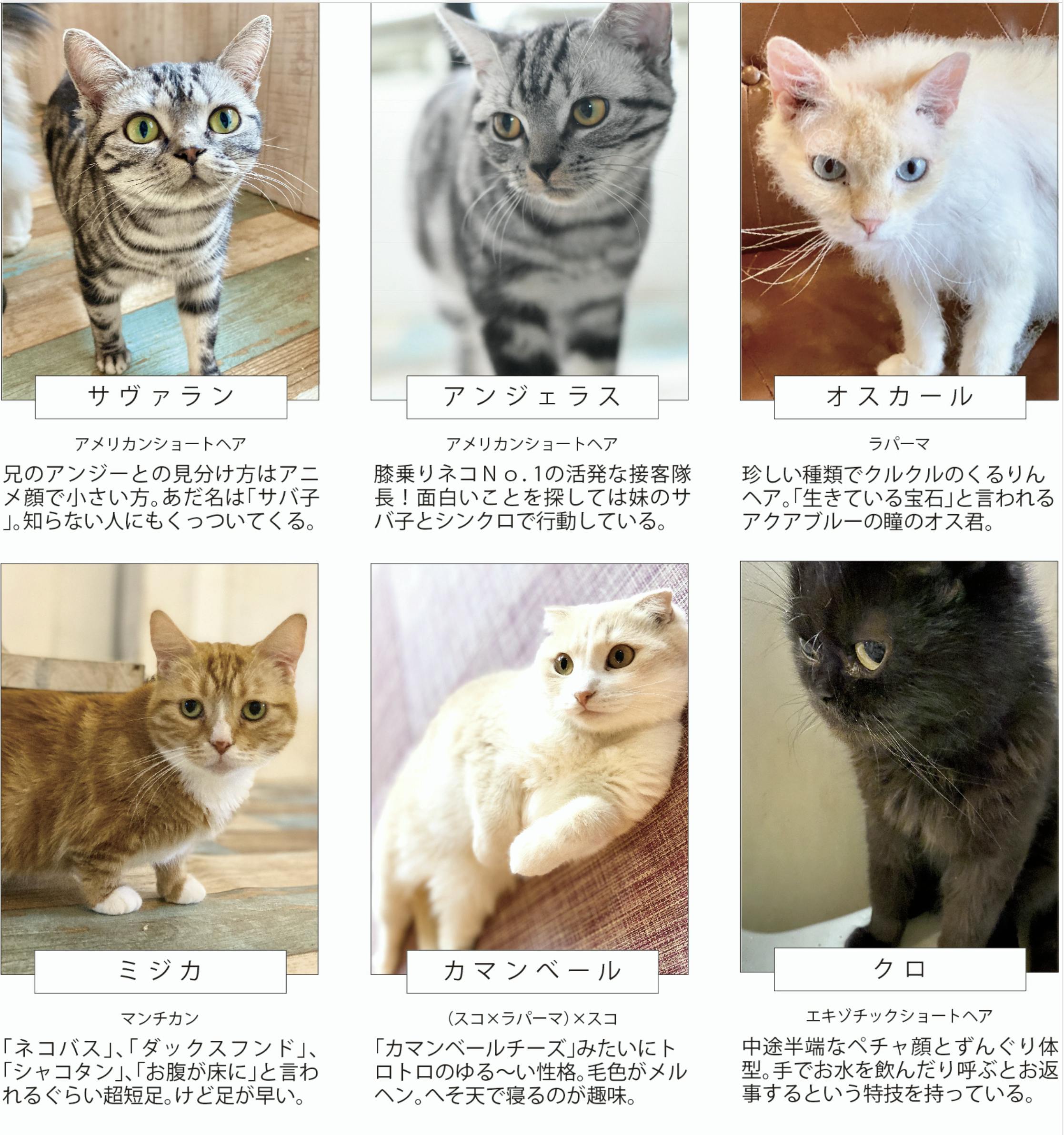 フクとマリモいる猫カフェの維持 継続にご支援ください Campfire キャンプファイヤー