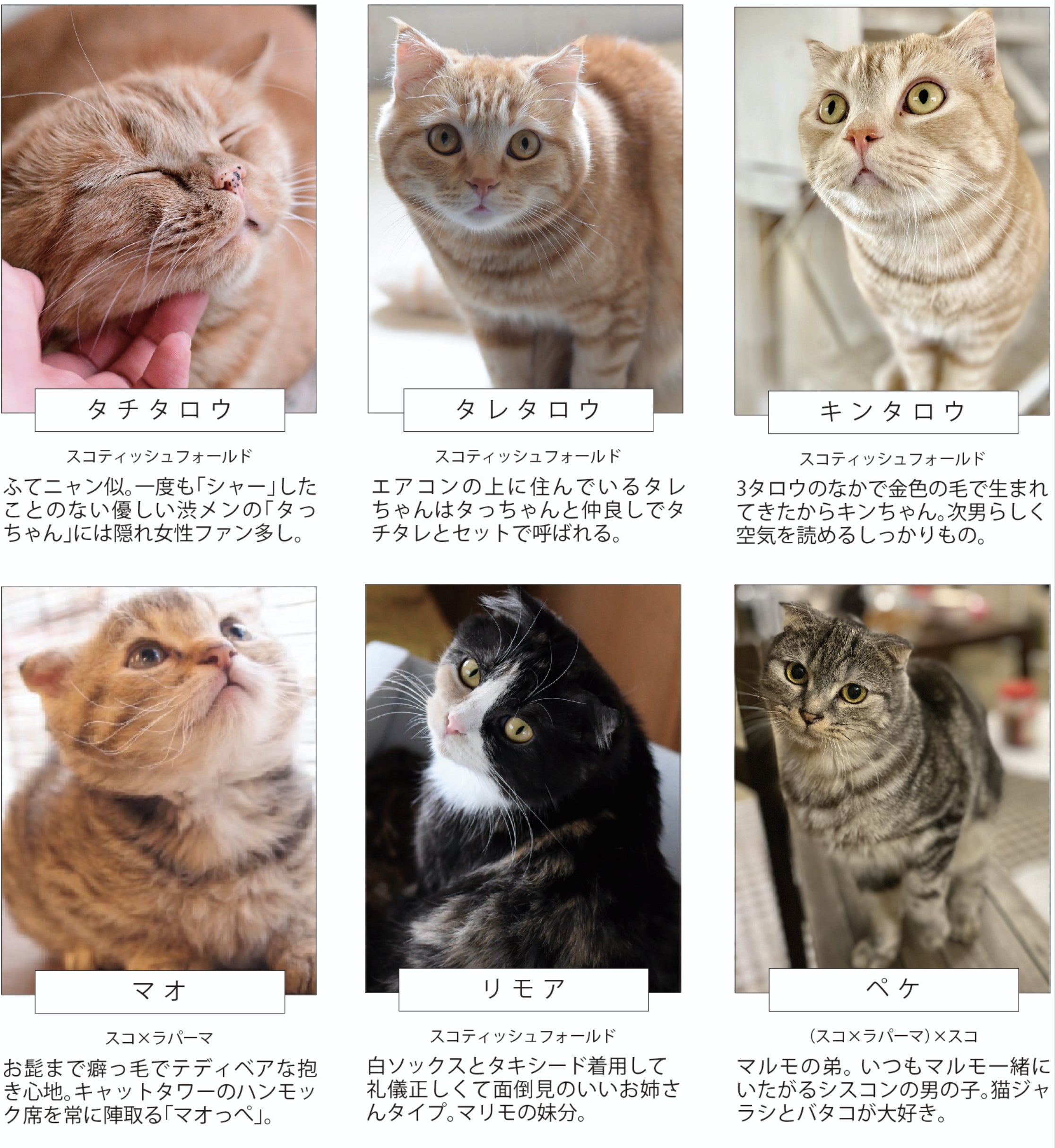 フクとマリモいる猫カフェの維持 継続にご支援ください Campfire キャンプファイヤー フクとマリモいる猫カフェの維持 継続にご支援ください Campfire キャンプファイヤー