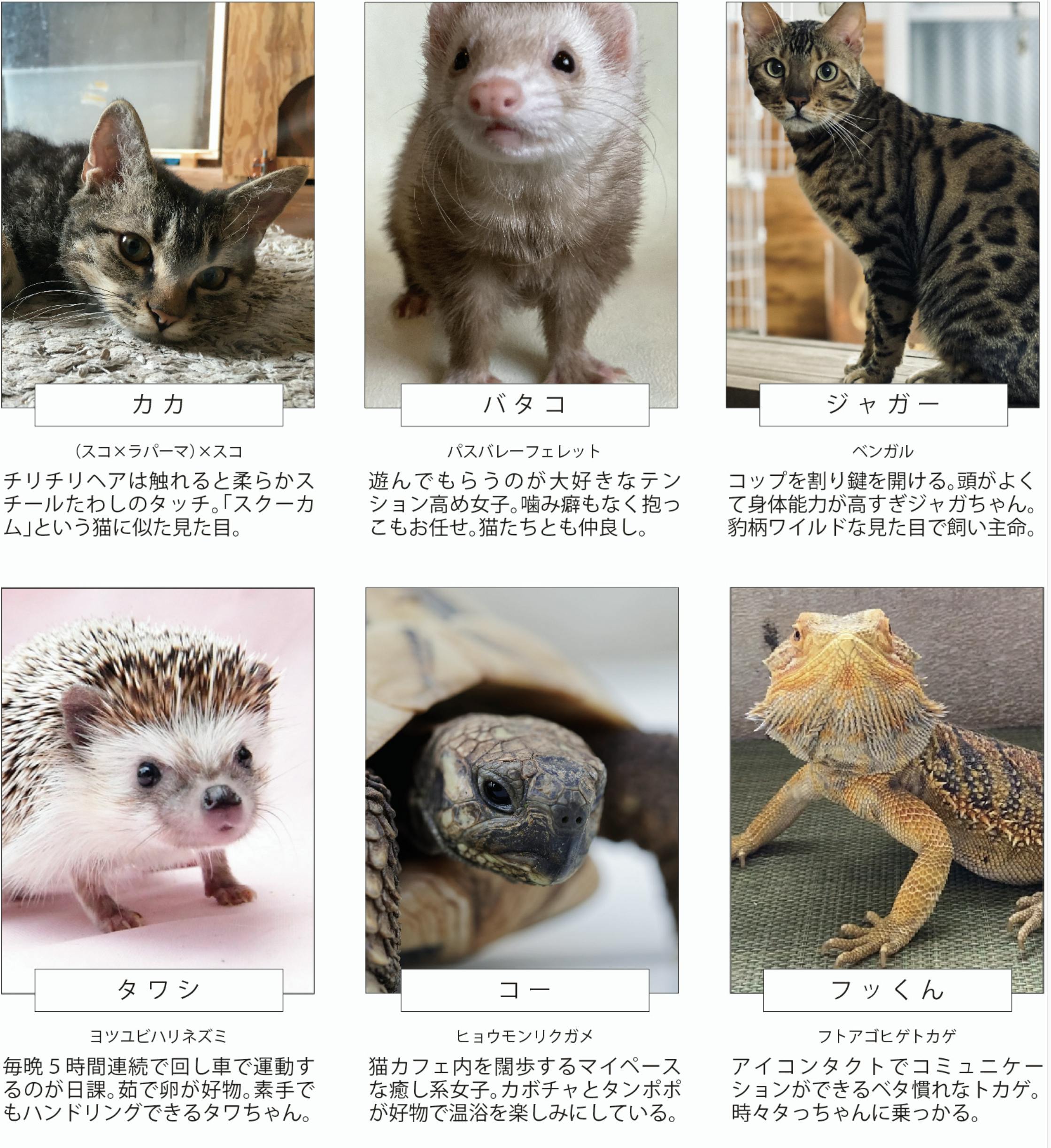 フクとマリモいる猫カフェの維持 継続にご支援ください Campfire キャンプファイヤー フクとマリモいる猫カフェの維持 継続にご支援ください Campfire キャンプファイヤー