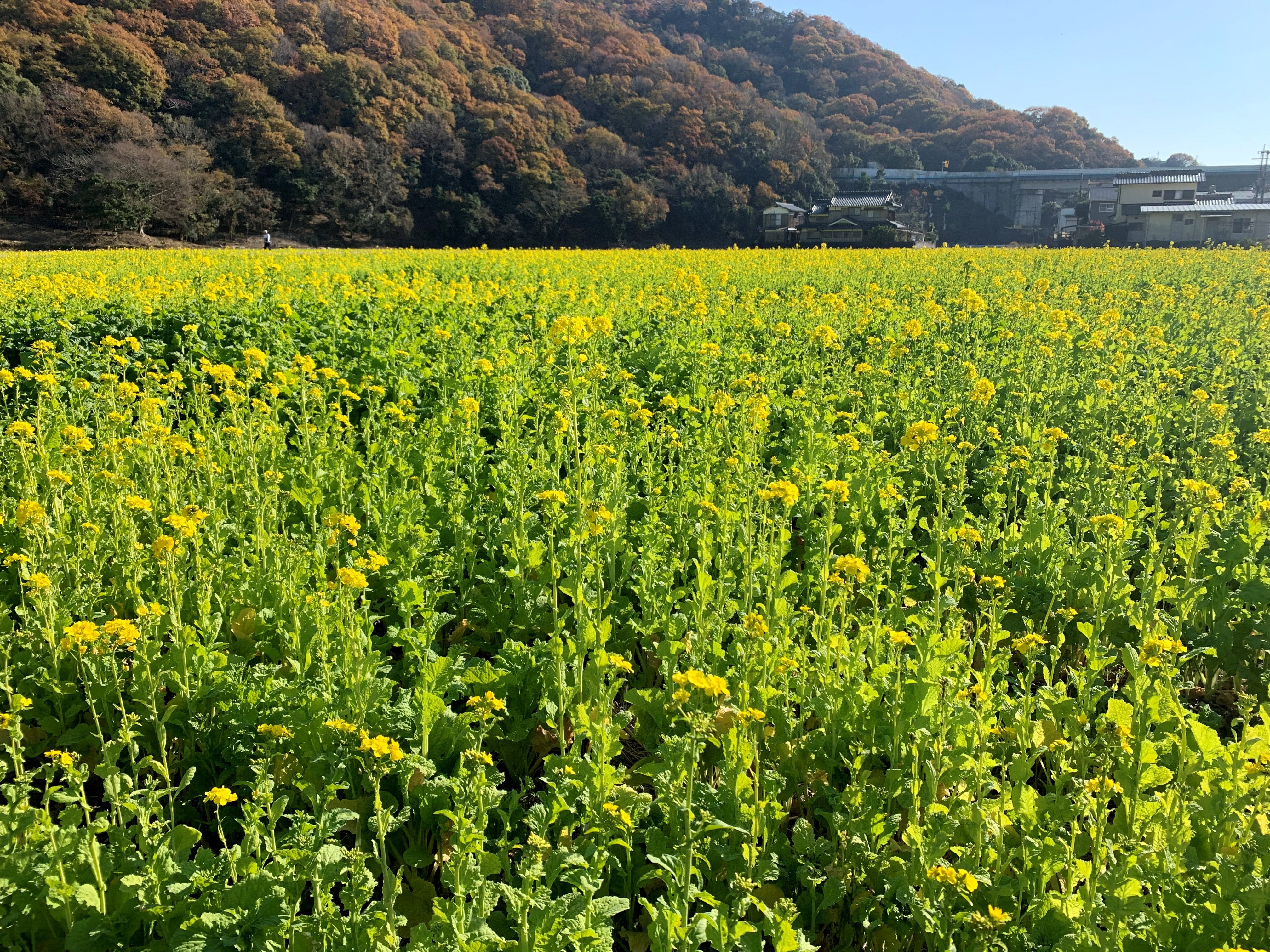 夢前町　菜の花畑