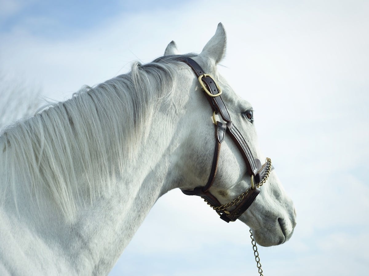 美しい馬の写真集を作りたい サラブレッドビューティー ゴールド