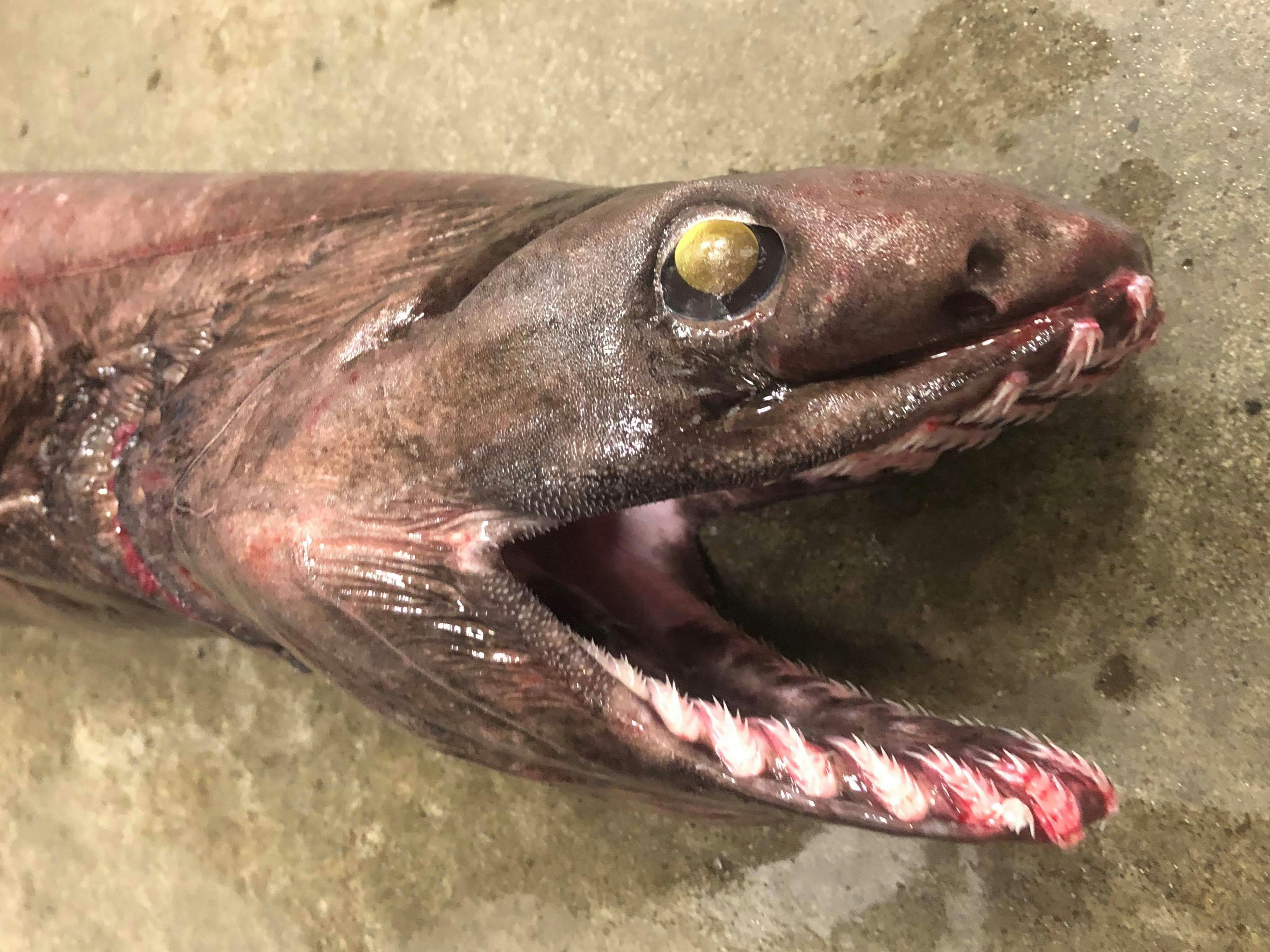 漁師応援 沼津市戸田 へだ の深海魚 を守りたい Campfire キャンプファイヤー 漁師応援 沼津市戸田 へだ の深海魚 を守りたい Campfire キャンプファイヤー