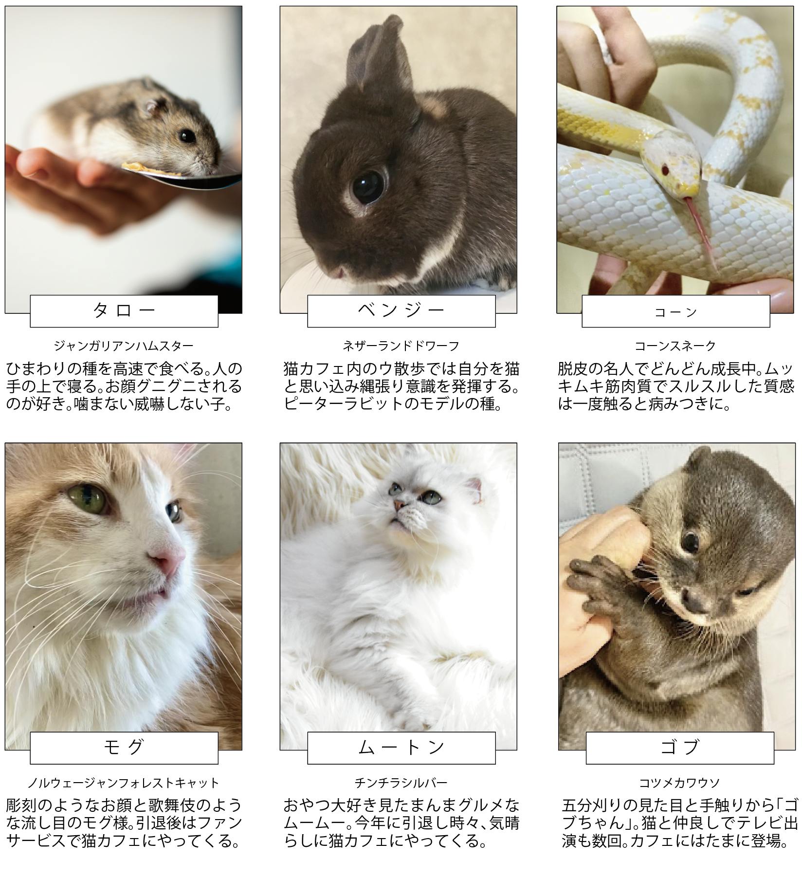フクとマリモいる猫カフェの維持 継続にご支援ください Campfire キャンプファイヤー フクとマリモいる猫カフェの維持 継続にご支援ください Campfire キャンプファイヤー