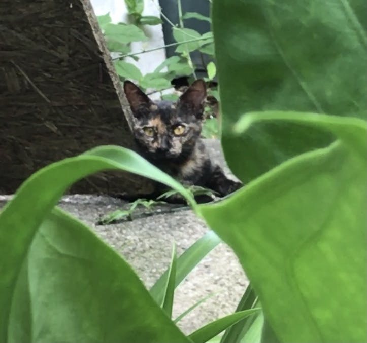 虐待を受け やっと救い出せた猫達の為に Campfire キャンプファイヤー 虐待を受け やっと救い出せた猫達の為に Campfire キャンプファイヤー