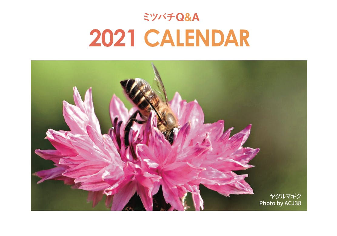 ミツバチを守り養蜂を活性化したい ミツバチカレンダーを製作し原価で配布します Campfire キャンプファイヤー ミツバチを守り養蜂を活性化したい ミツバチカレンダーを製作し原価で配布します Campfire キャンプファイヤー