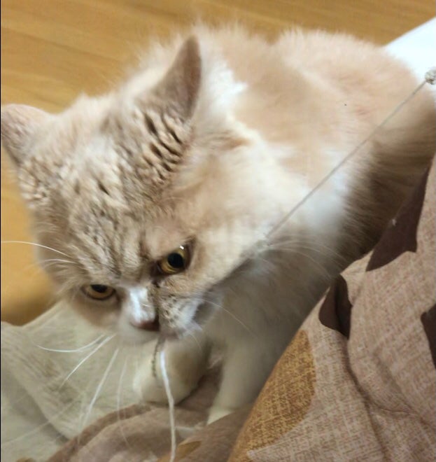 IMG_4126.jpeg