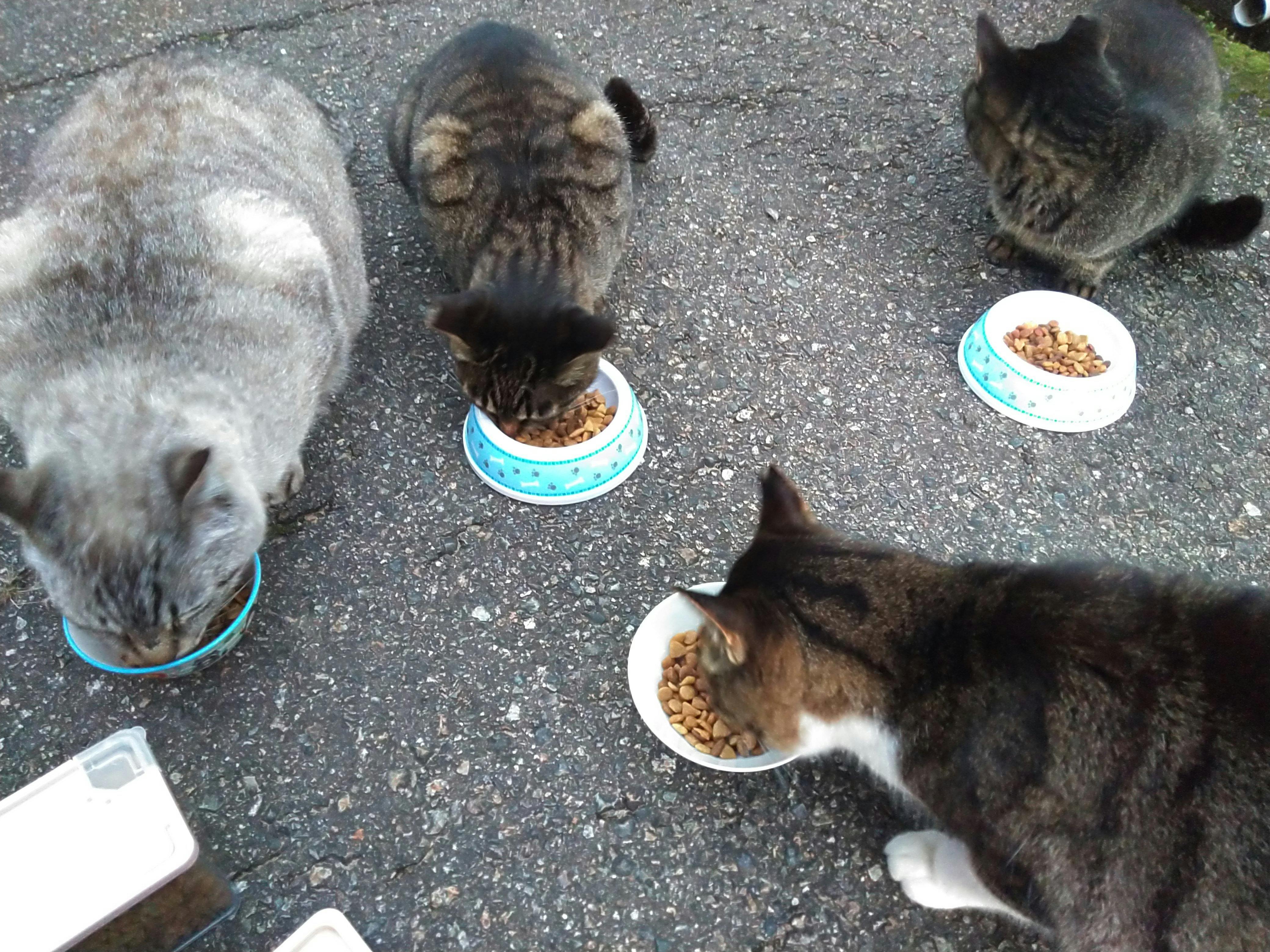 猫を愛する高校生の挑戦】これからも保護猫活動を続けたい 