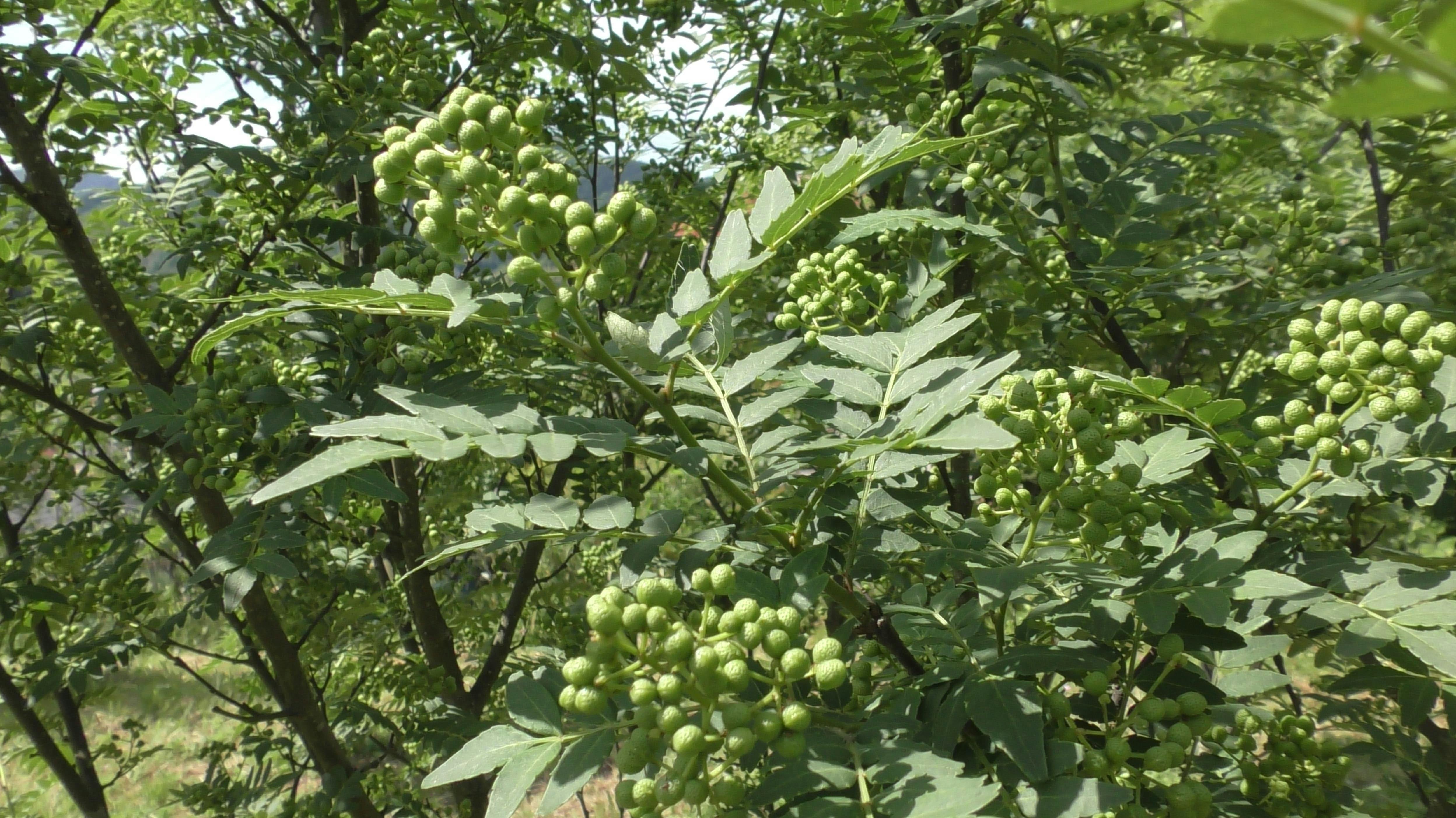 徳川家康にも献上された山椒の高級品 朝倉山椒 の支援者を募集 Campfire キャンプファイヤー