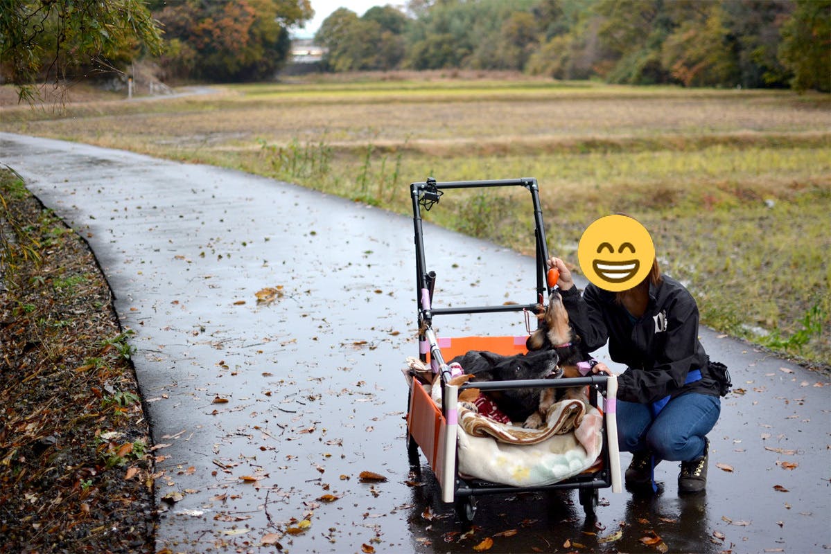 大型犬が伏せして居られる 小さくして車に載せられる大型犬カートを製作 提供 Campfire キャンプファイヤー 大型犬が伏せして居られる 小さくして車に載せられる大型犬カートを製作 提供 Campfire キャンプファイヤー