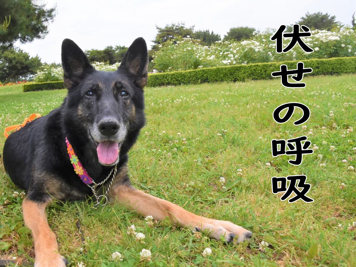 大型犬が伏せして居られる 小さくして車に載せられる大型犬カートを製作 提供 Campfire キャンプファイヤー 大型犬が伏せして居られる 小さくして車に載せられる大型犬カートを製作 提供 Campfire キャンプファイヤー