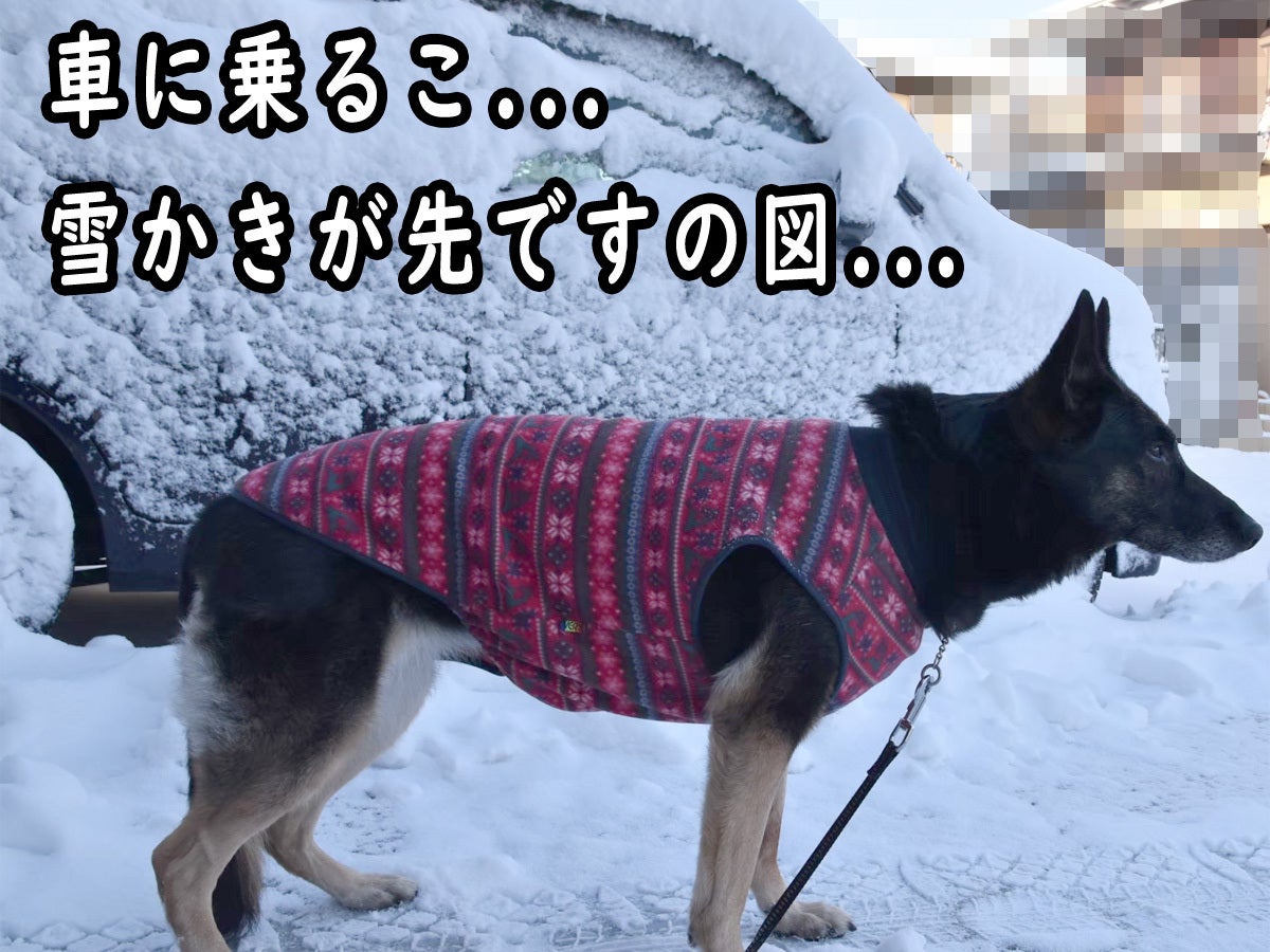 大型犬が伏せして居られる 小さくして車に載せられる大型犬カートを製作 提供 Campfire キャンプファイヤー 大型犬が伏せして居られる 小さくして車に載せられる大型犬カートを製作 提供 Campfire キャンプファイヤー