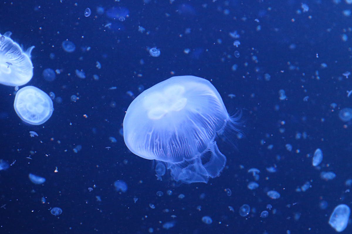 鶴岡市立加茂水族館 美しいクラゲたちをえさ代で救いたい Campfire キャンプファイヤー