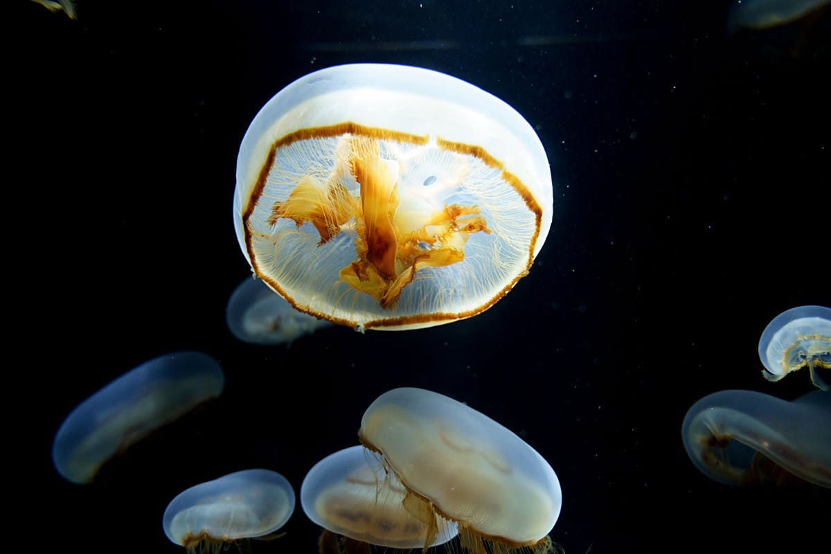 鶴岡市立加茂水族館 美しいクラゲたちをえさ代で救いたい Campfire キャンプファイヤー