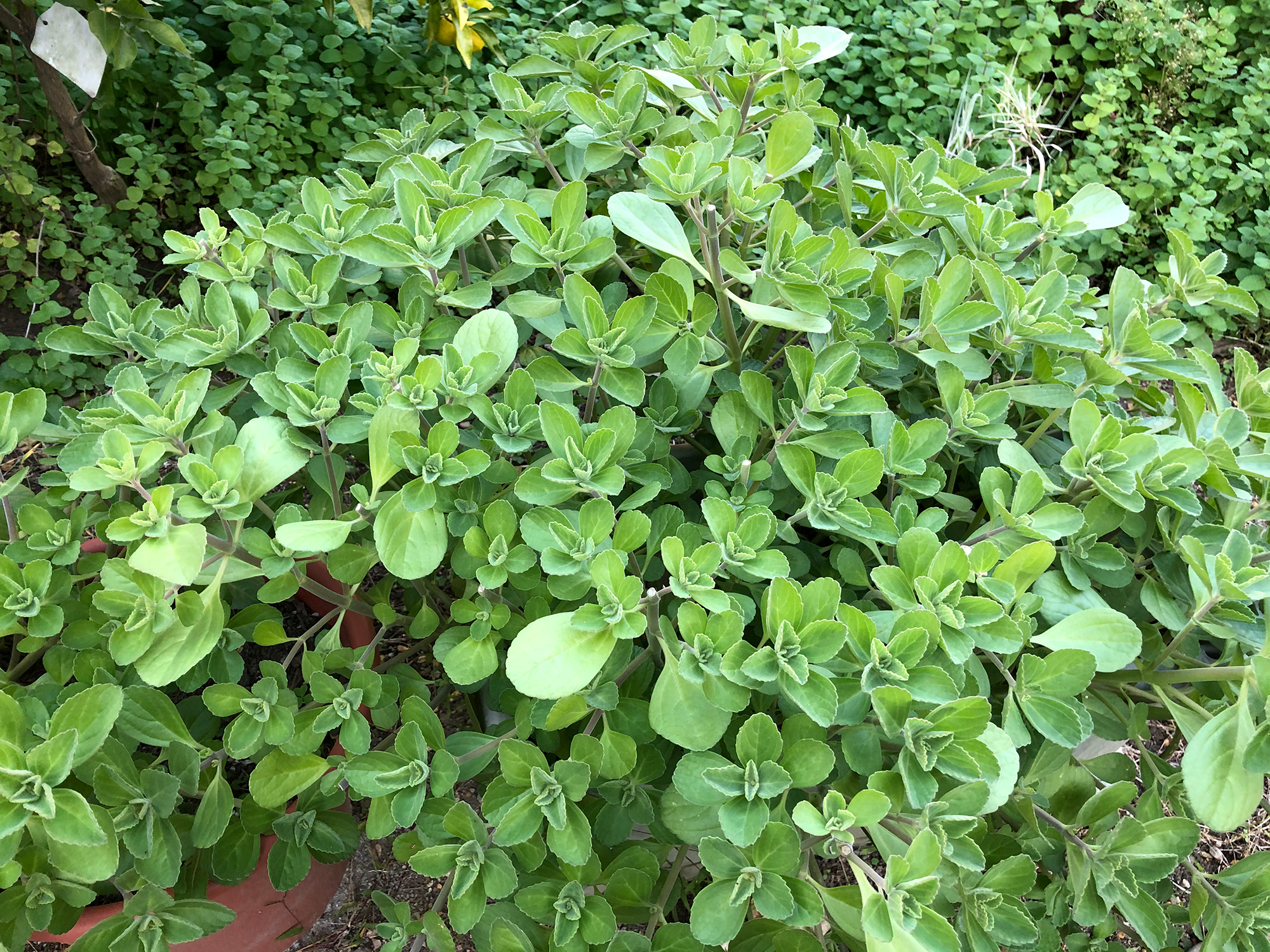 健康プロジェクト 基礎疾患のある方に朗報 おうち時間で体調を整えよう Campfire キャンプファイヤー