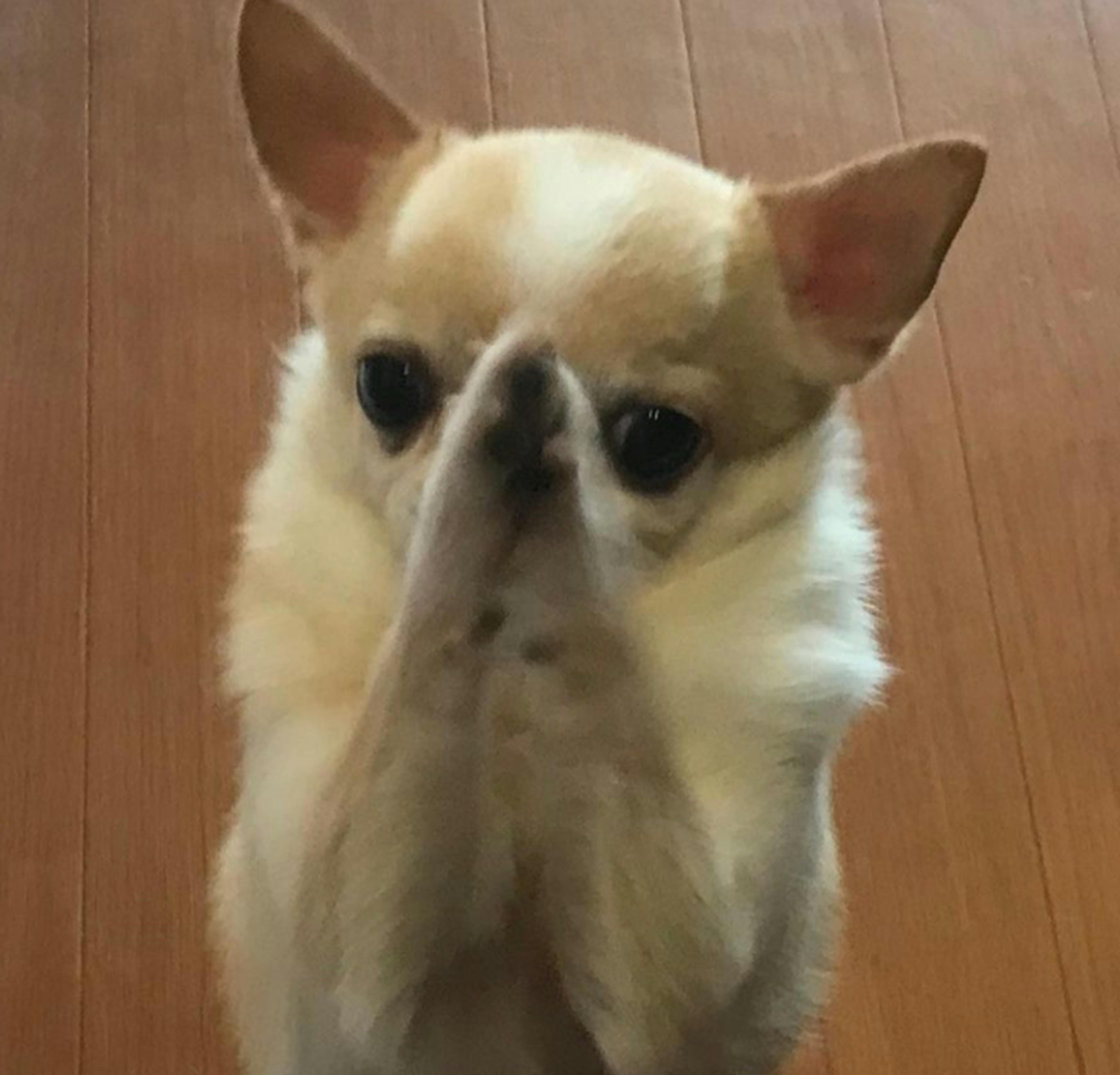 コロナに負けずペットを24時間守りたい 夜間動物病院という新しい挑戦に支援を Campfire キャンプファイヤー