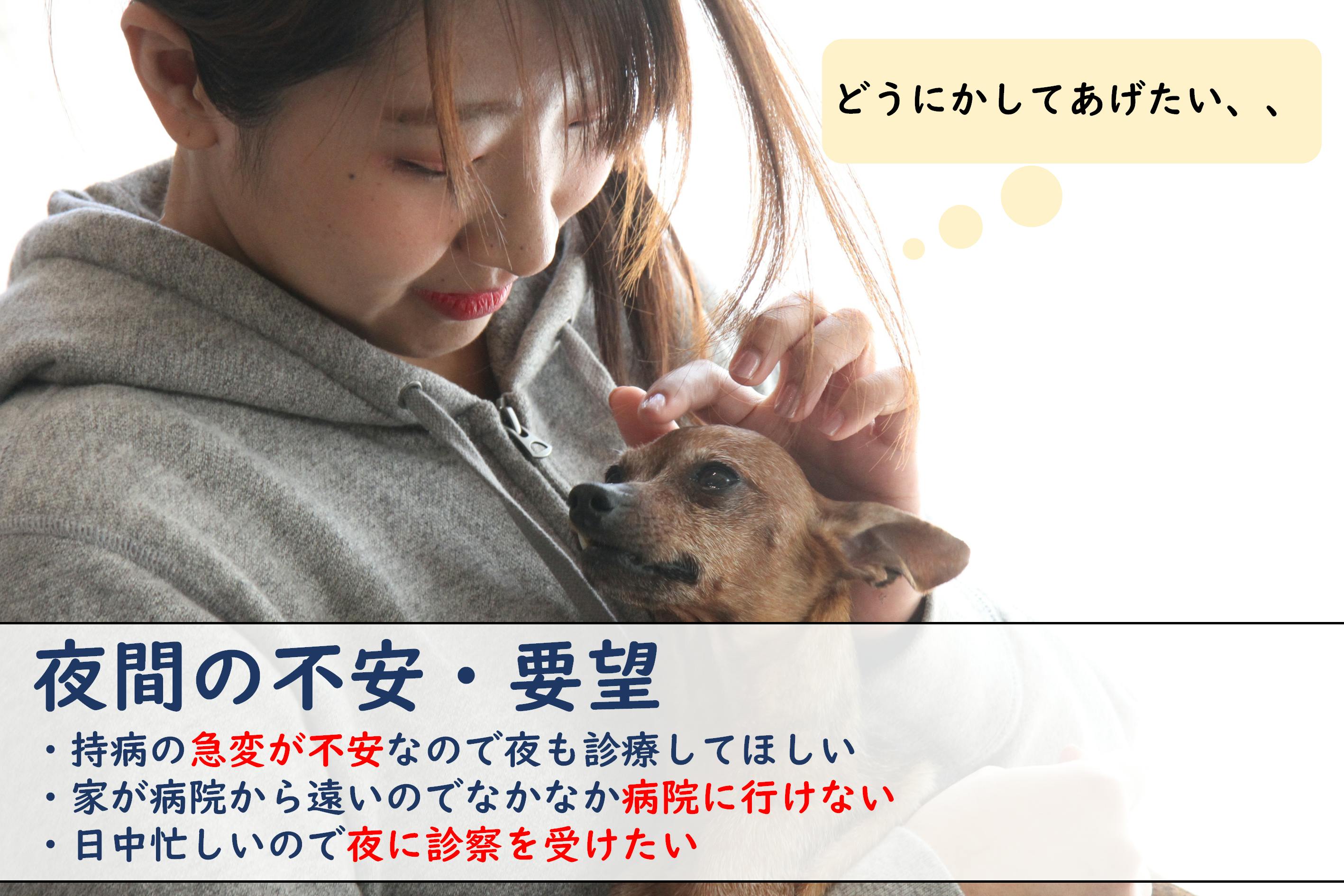 コロナに負けずペットを24時間守りたい 夜間動物病院という新しい挑戦に支援を Campfire キャンプファイヤー