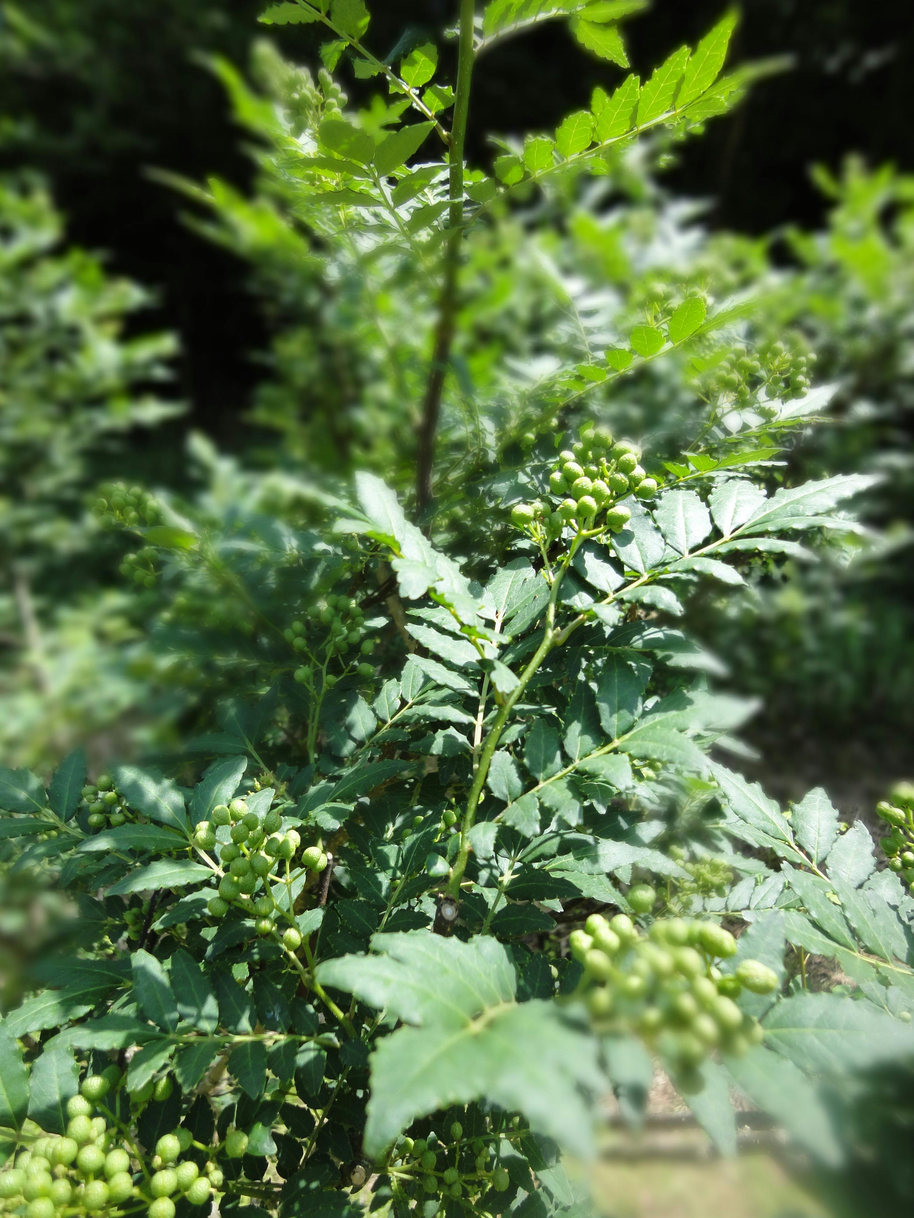 徳川家康にも献上された山椒の高級品 朝倉山椒 の支援者を募集 Campfire キャンプファイヤー