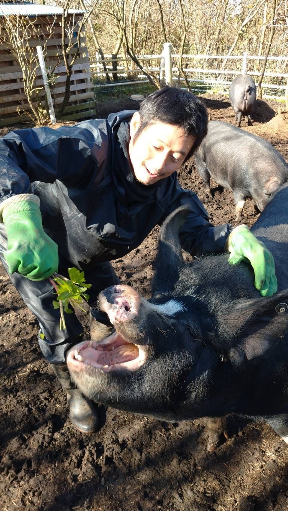 都内唯一の完全放牧養豚 東京の離島 伊豆大島初 ブランド豚を誕生させたい Campfire キャンプファイヤー 都内唯一の完全放牧養豚 東京の離島 伊豆大島初 ブランド豚を誕生させたい Campfire キャンプファイヤー